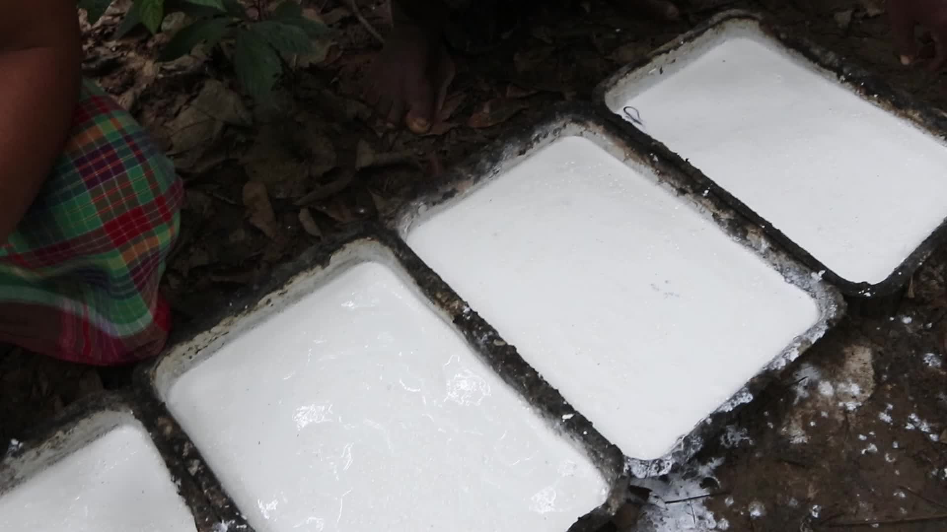 Farmer Collects Latex From The Rubber Trees