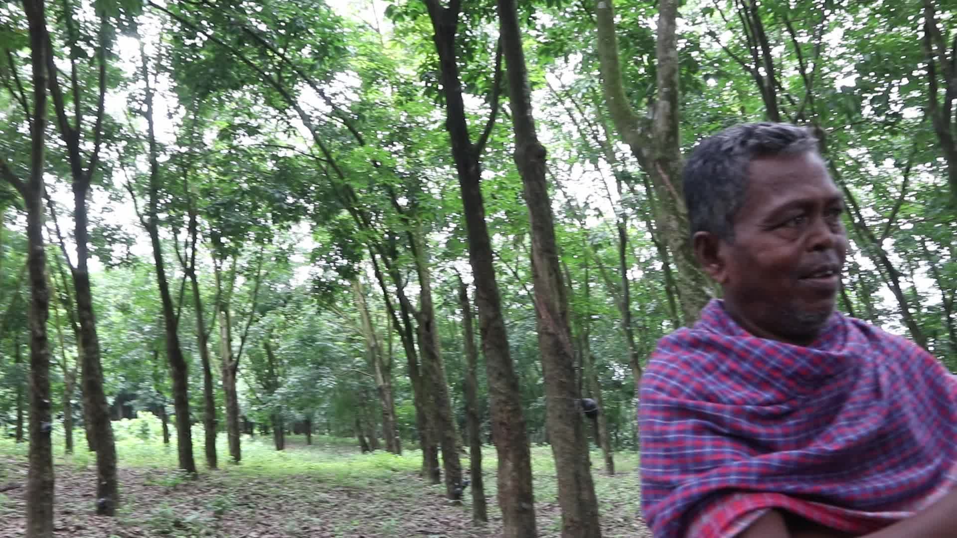 Farmer Collects Latex From The Rubber Trees