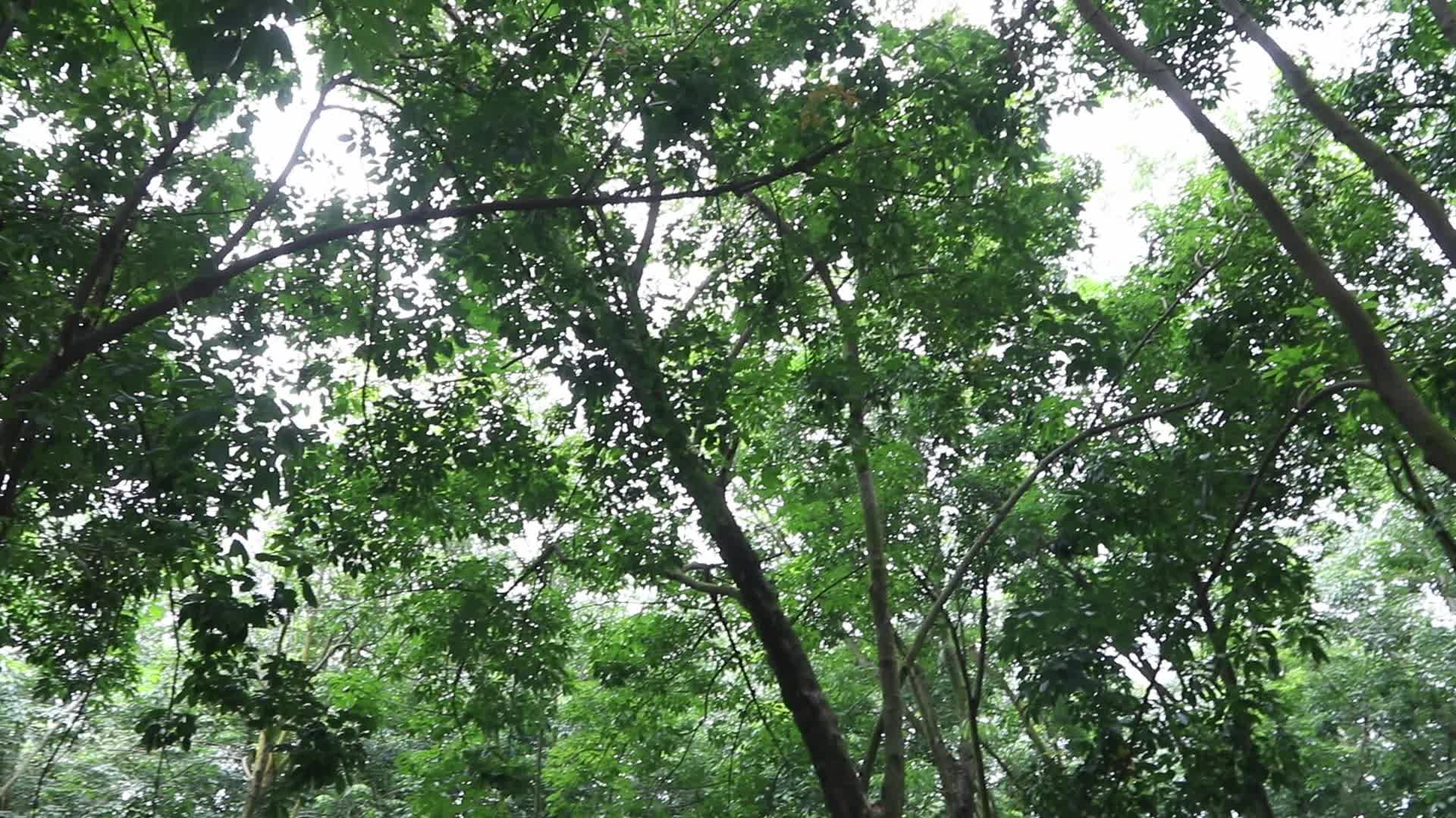 Farmer Collects Latex From The Rubber Trees