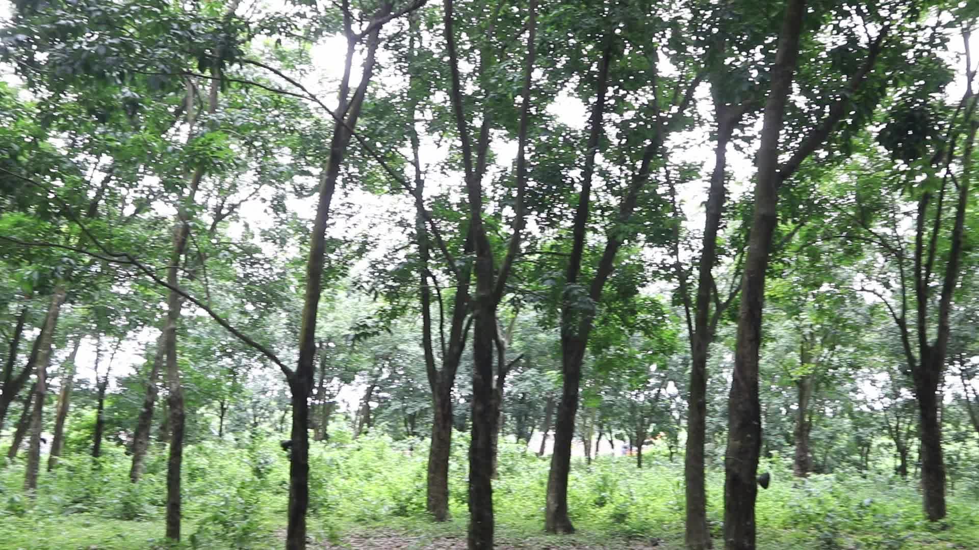 Farmer Collects Latex From The Rubber Trees