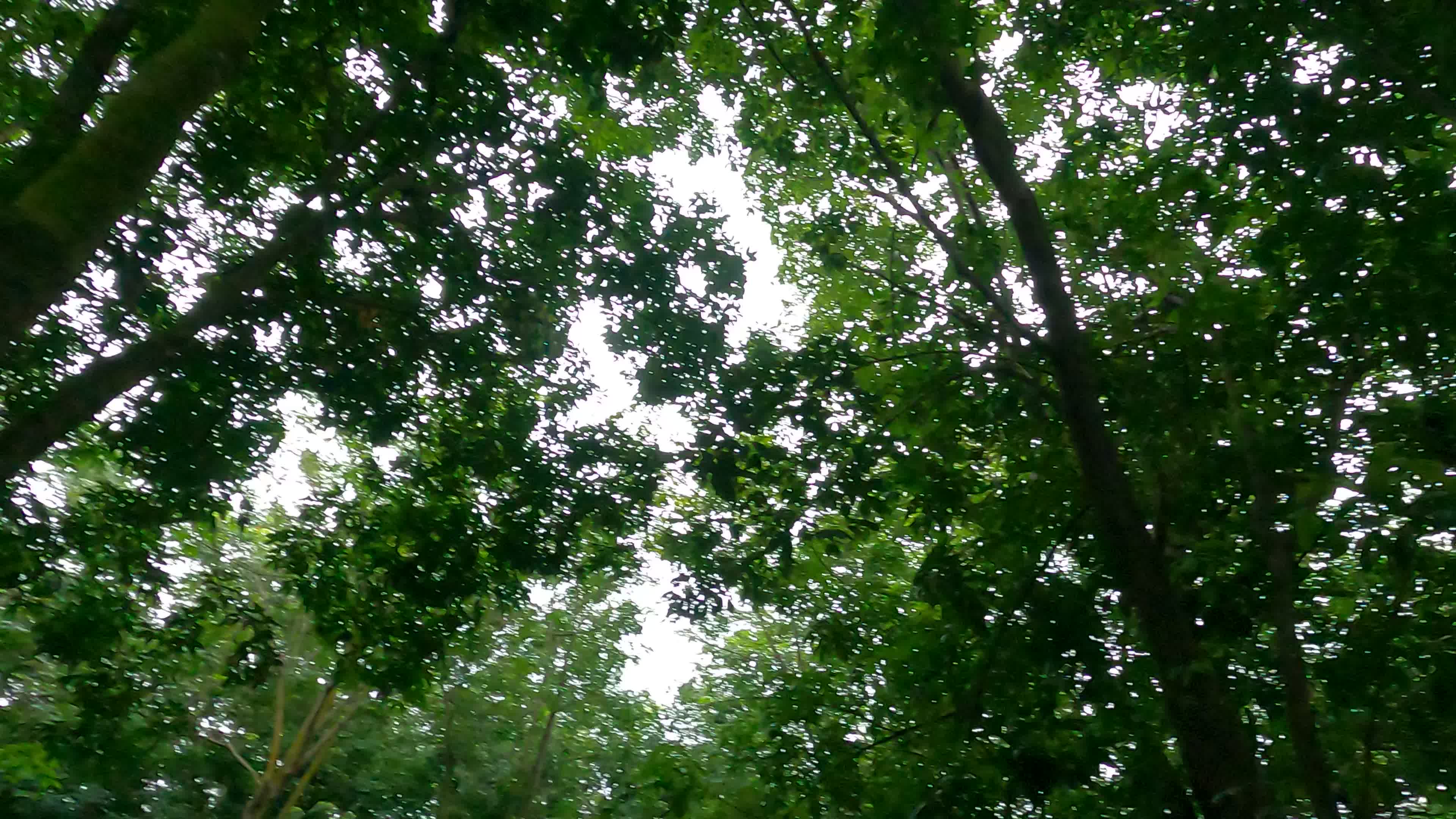 Farmer Collects Latex From The Rubber Trees