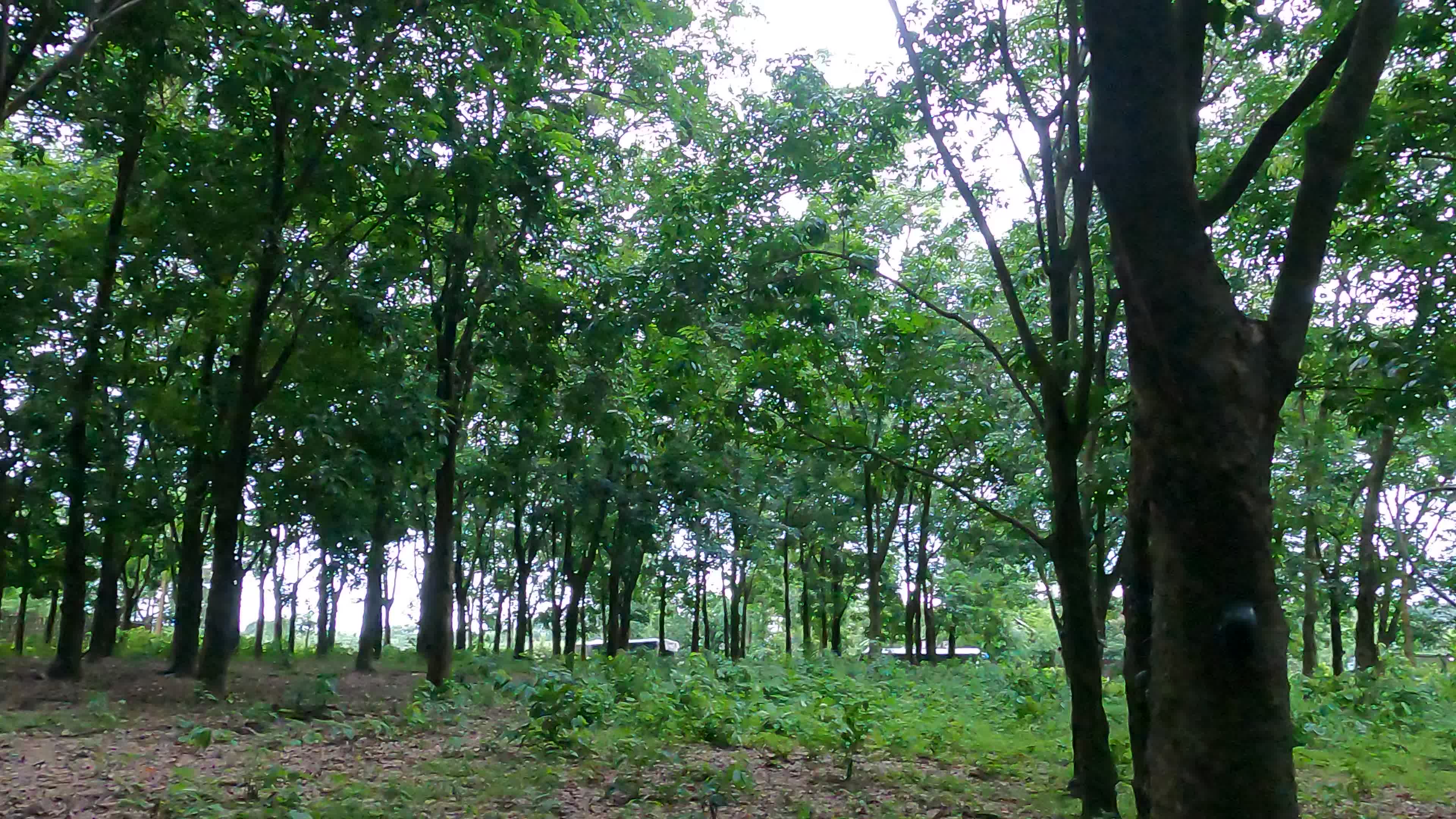 Farmer Collects Latex From The Rubber Trees
