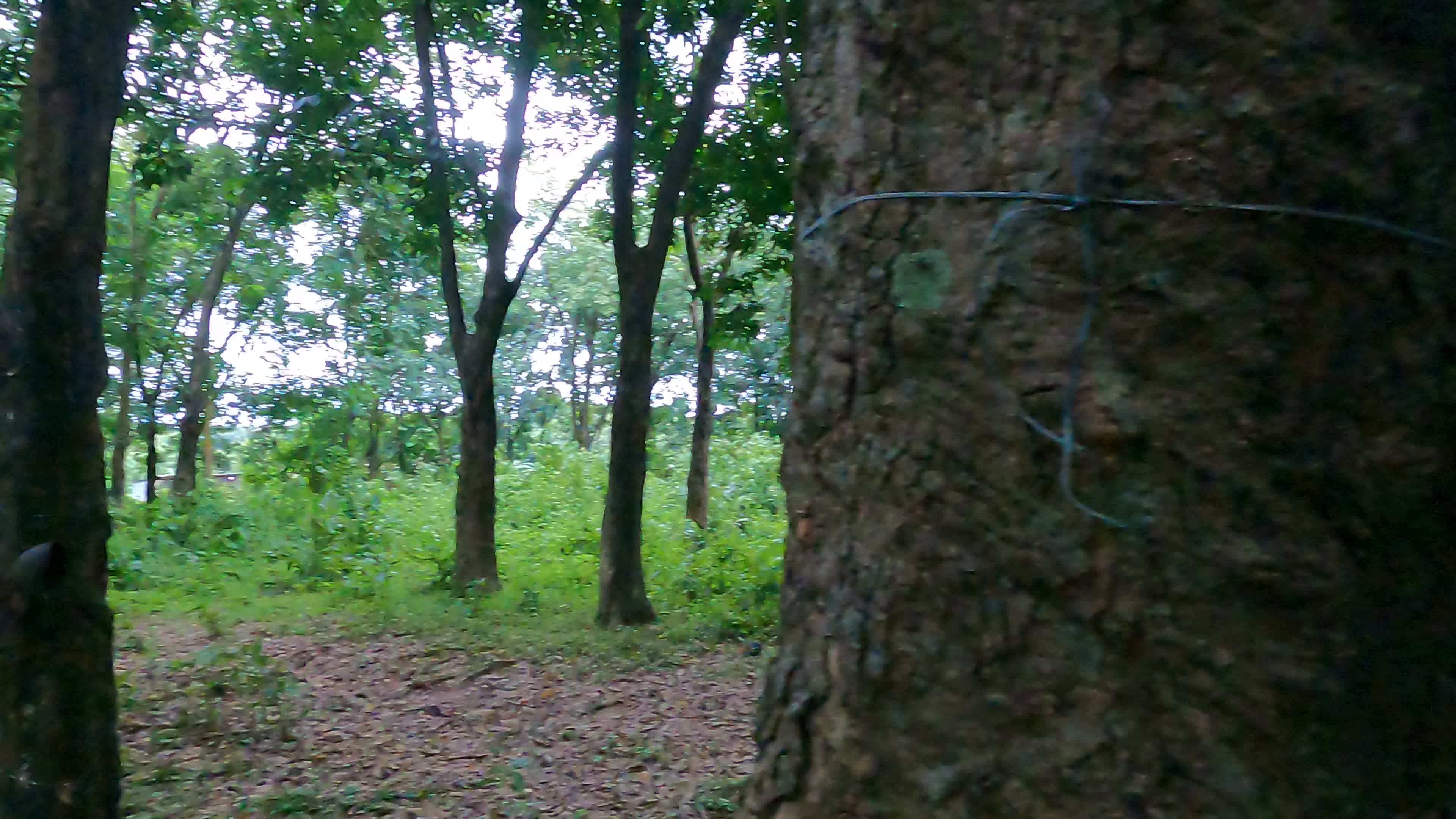 Farmer Collects Latex From The Rubber Trees