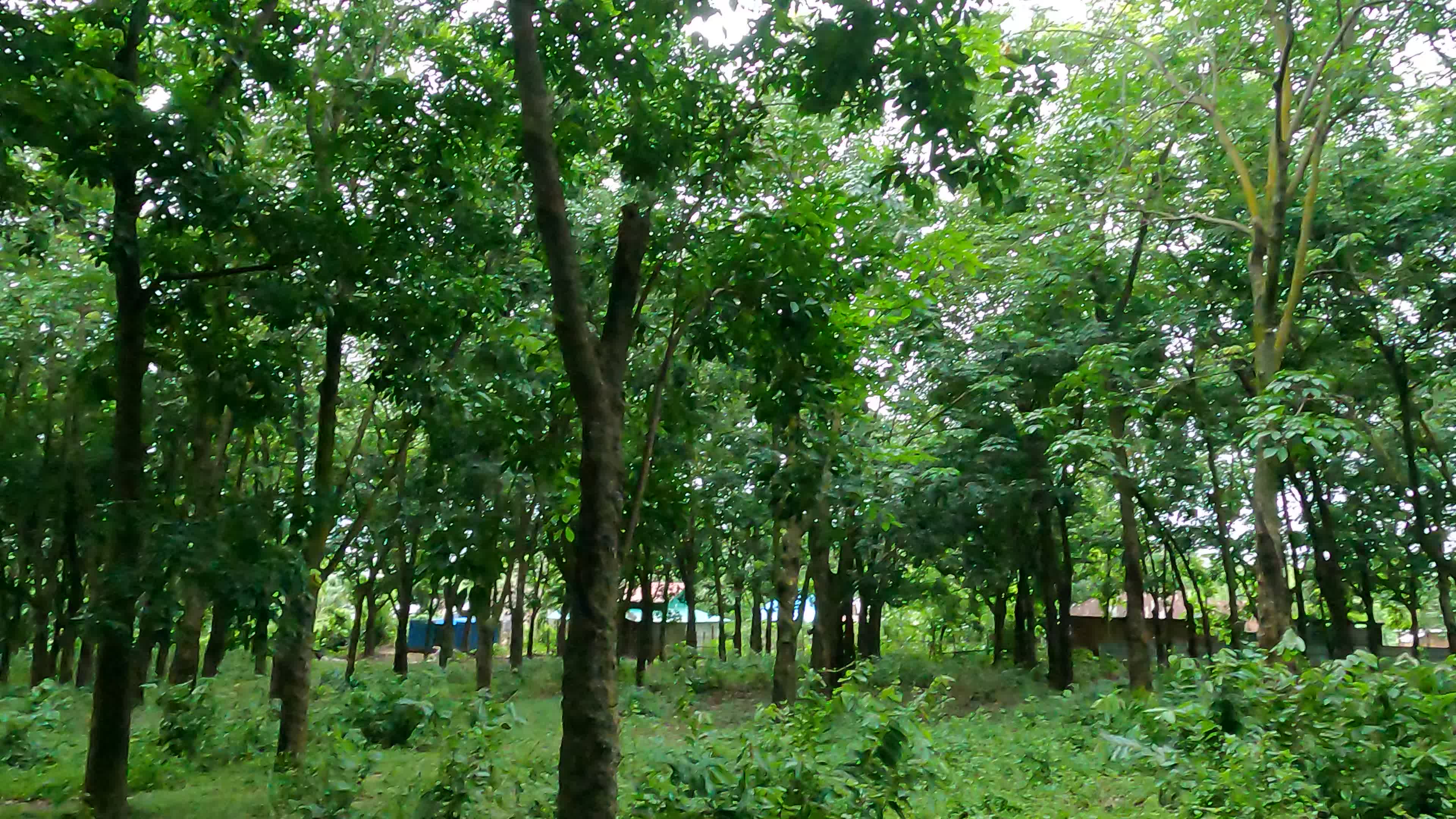 Farmer Collects Latex From The Rubber Trees