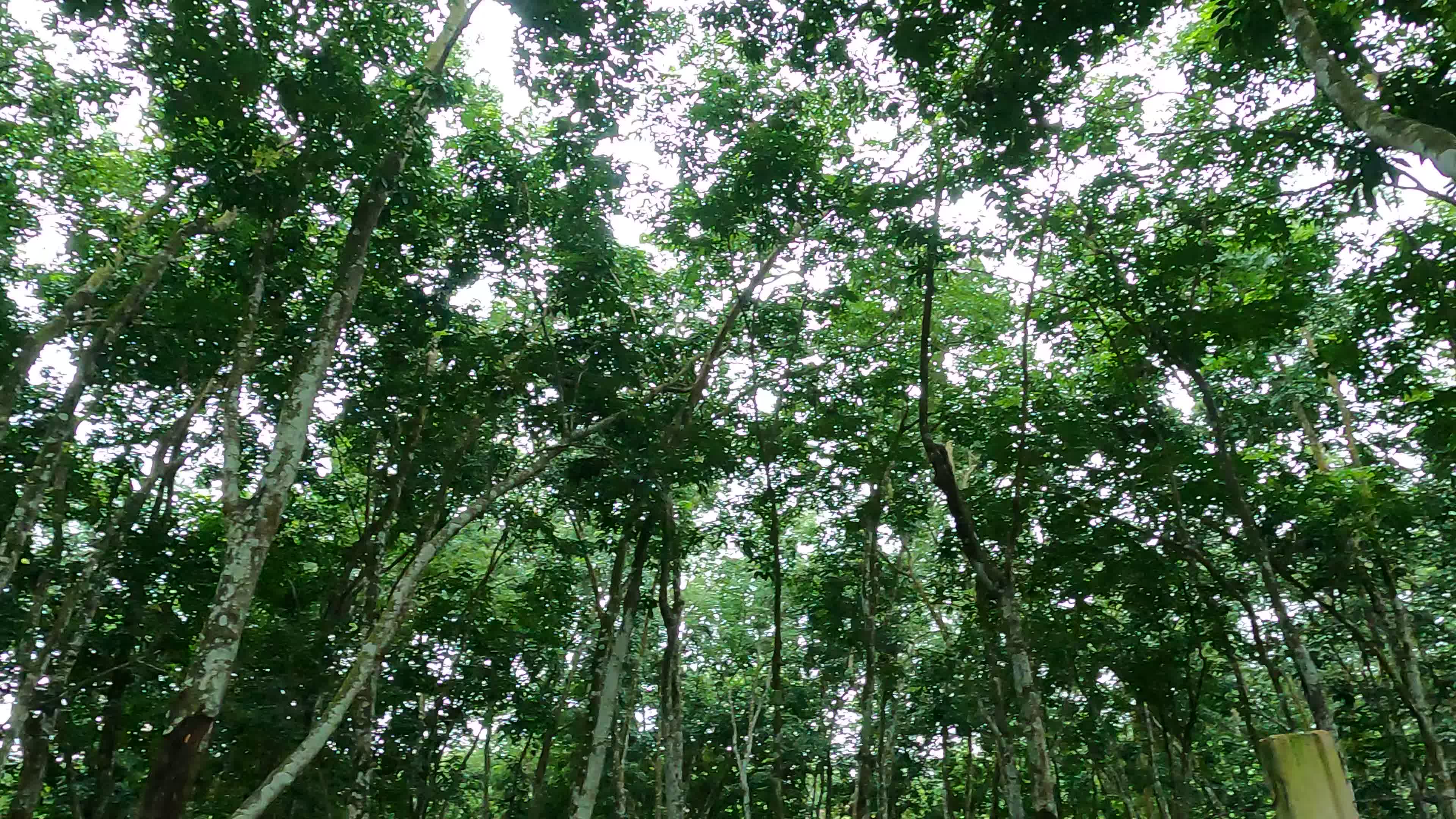 Farmer Collects Latex From The Rubber Trees