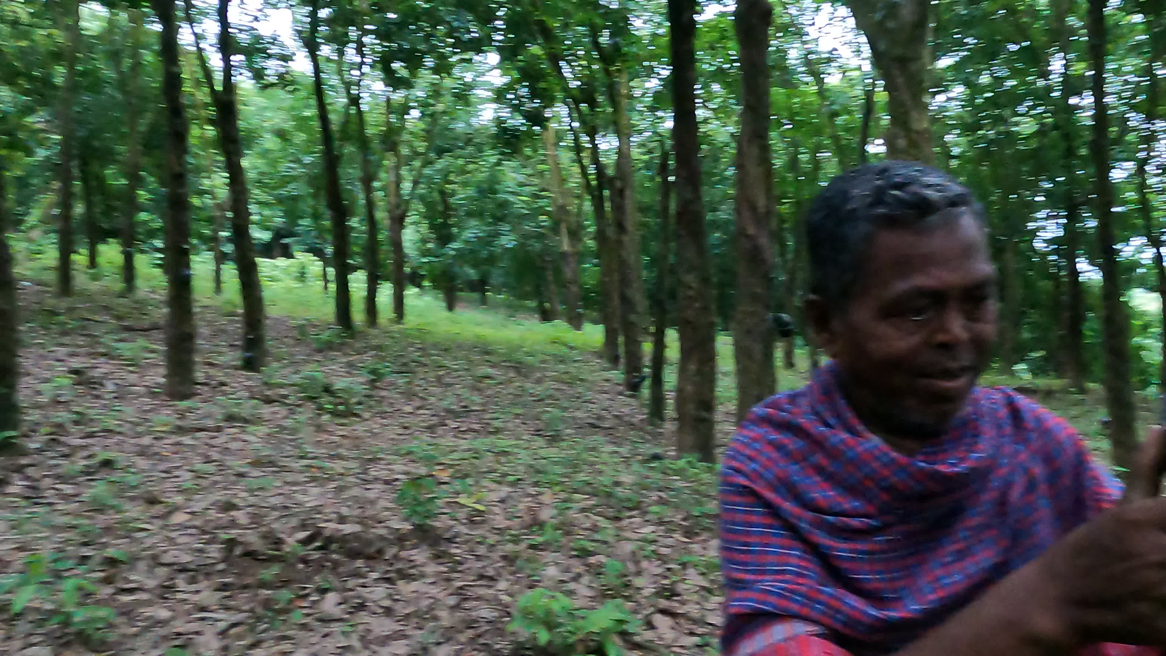 Farmer Collects Latex From The Rubber Trees