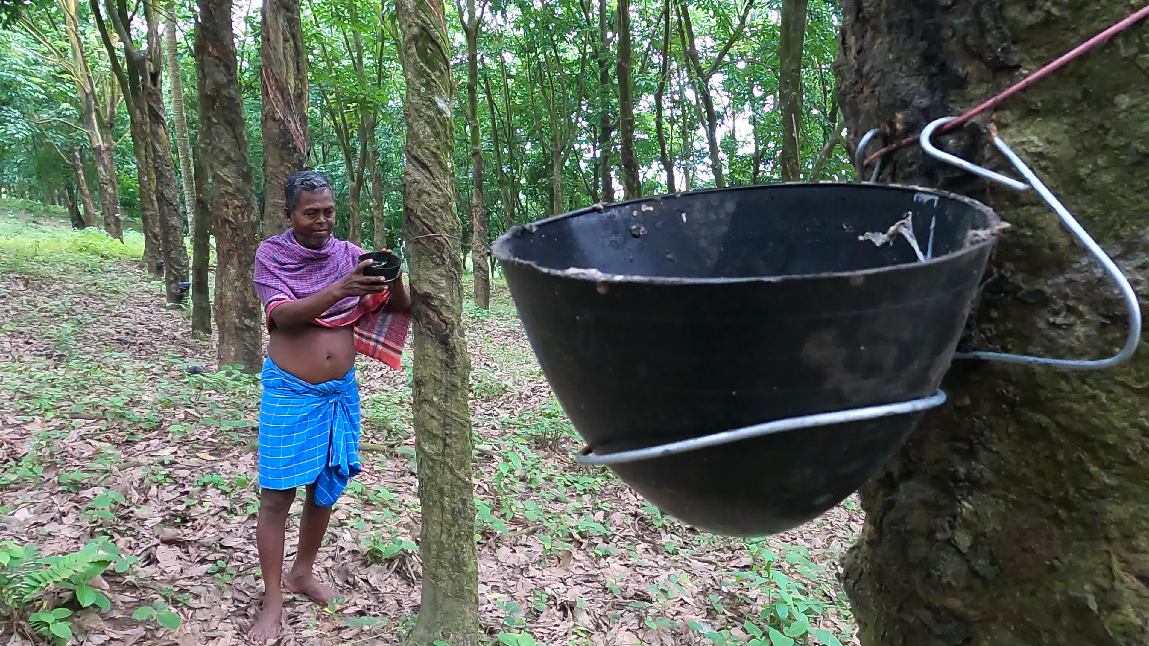 Farmer Collects Latex From The Rubber Trees