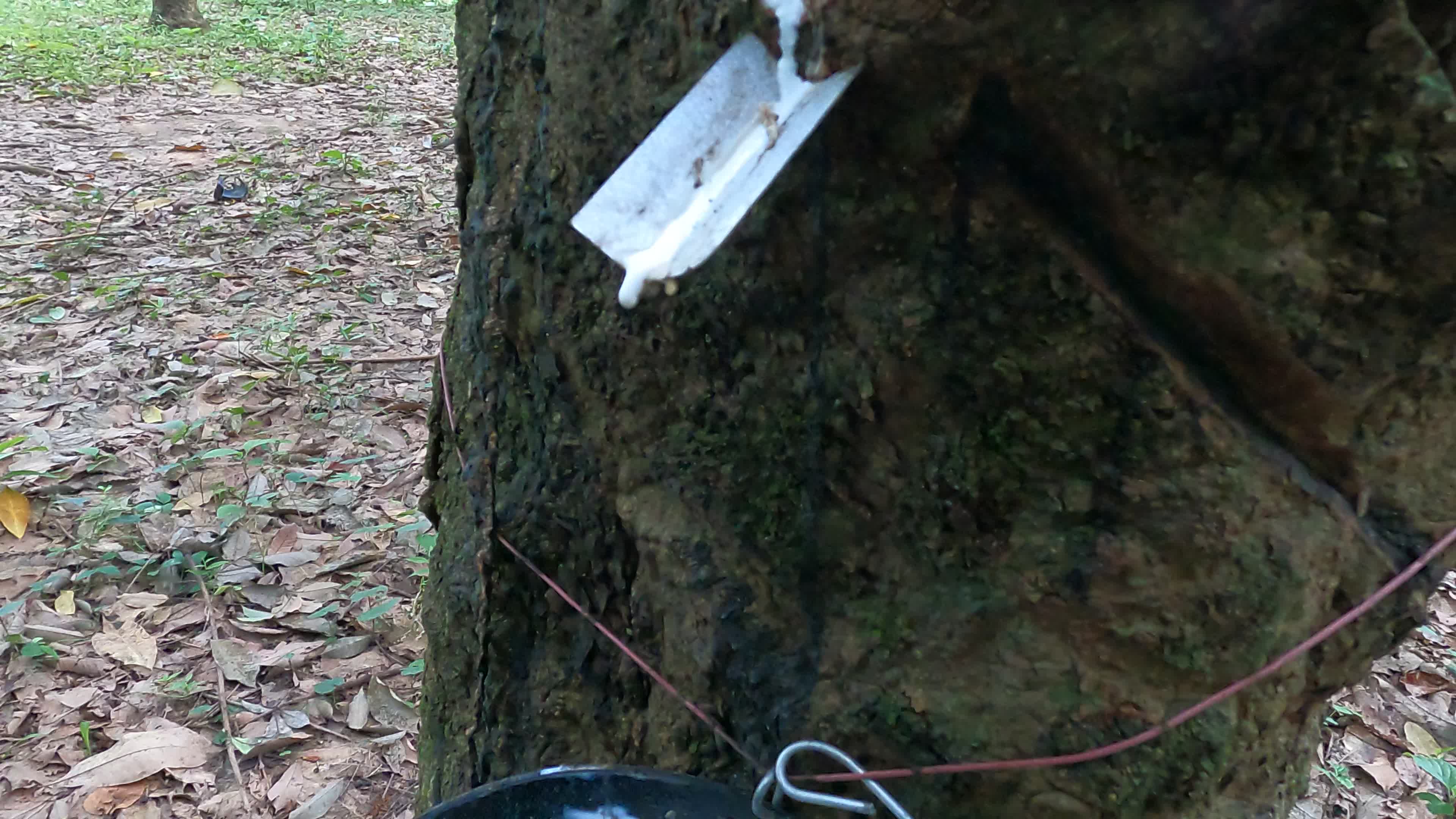 Farmer Collects Latex From The Rubber Trees
