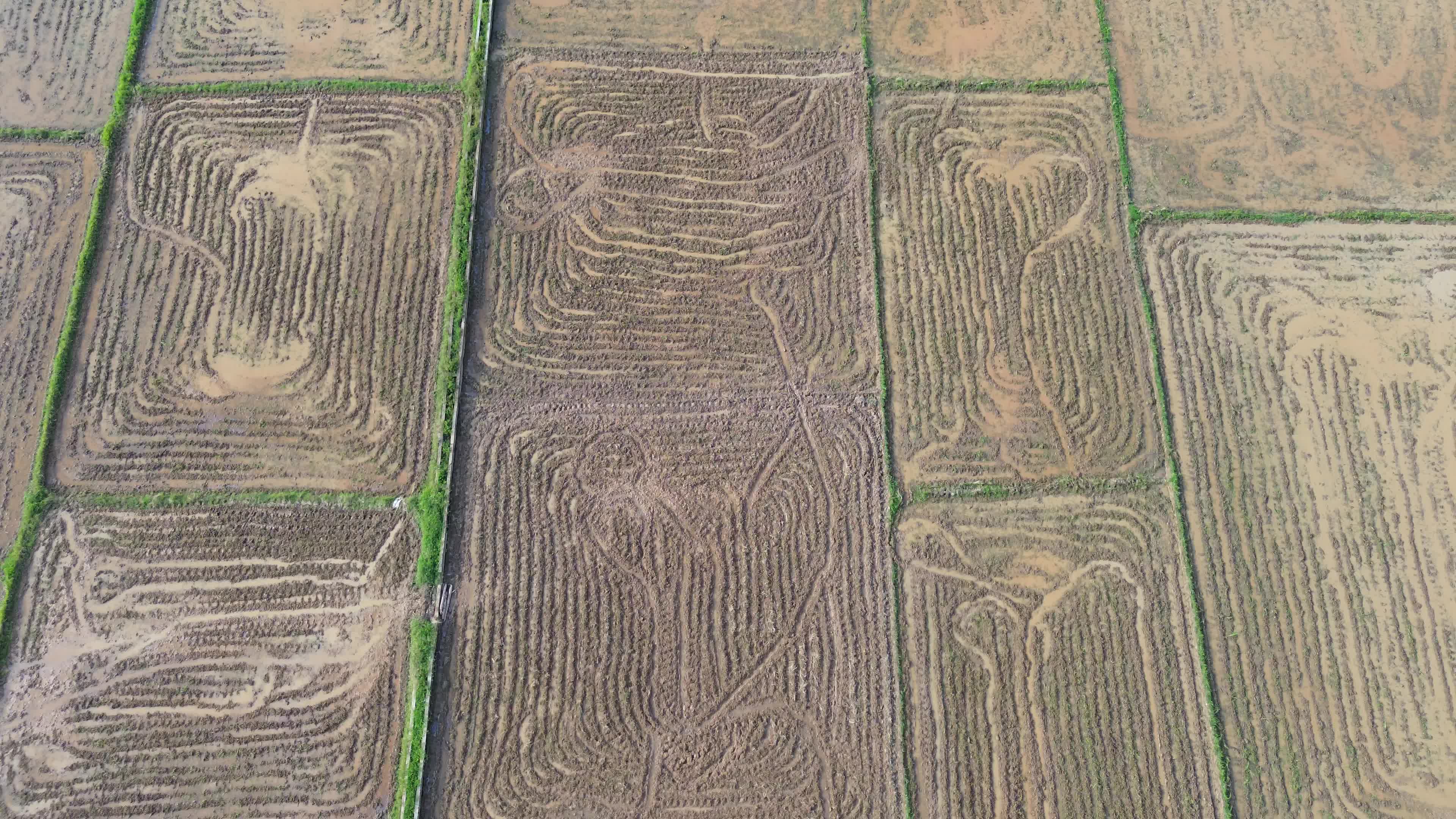 Farmers Plowing Rice Fields in Aceh
