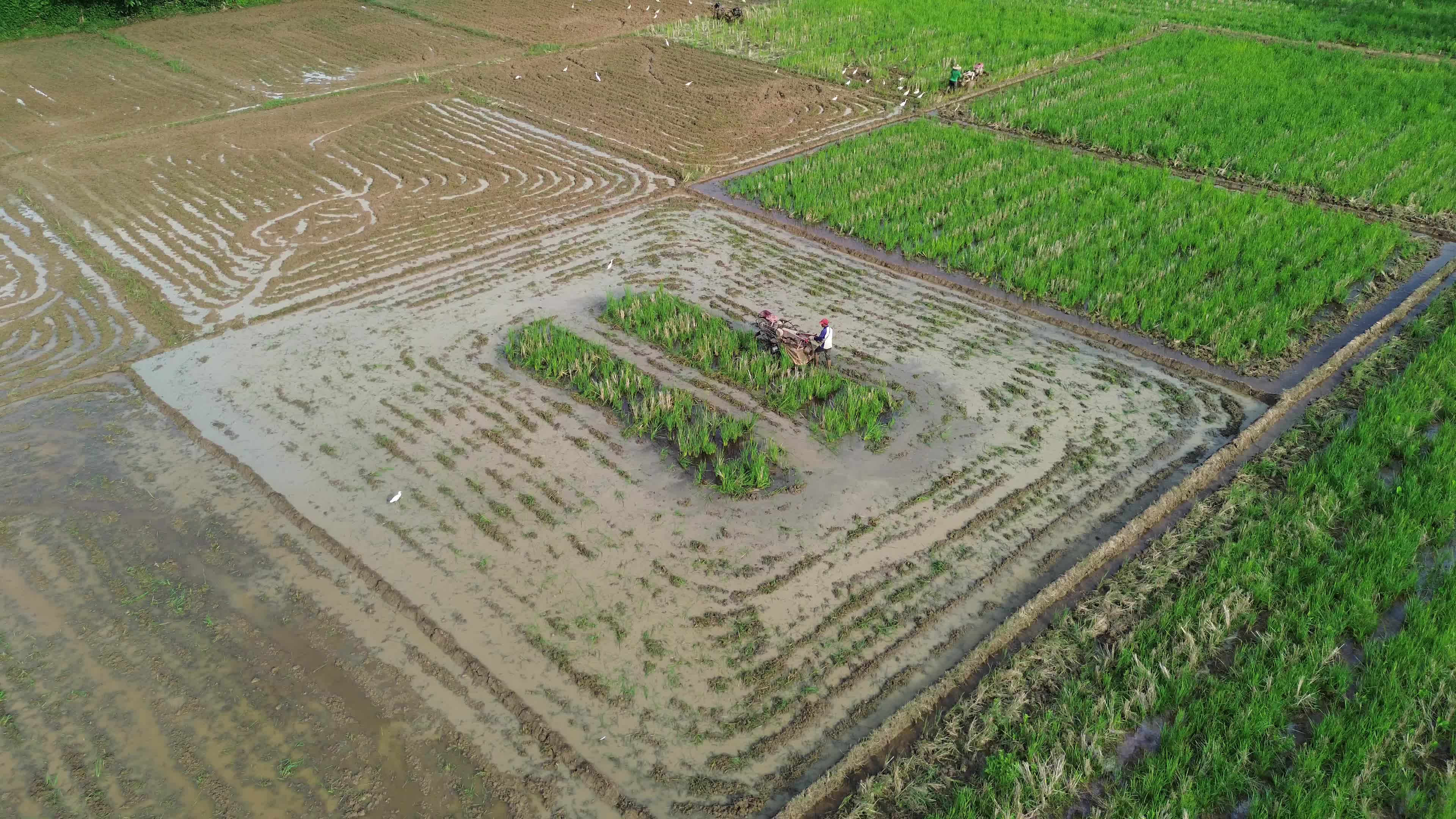 Farmers Plowing Rice Fields in Aceh