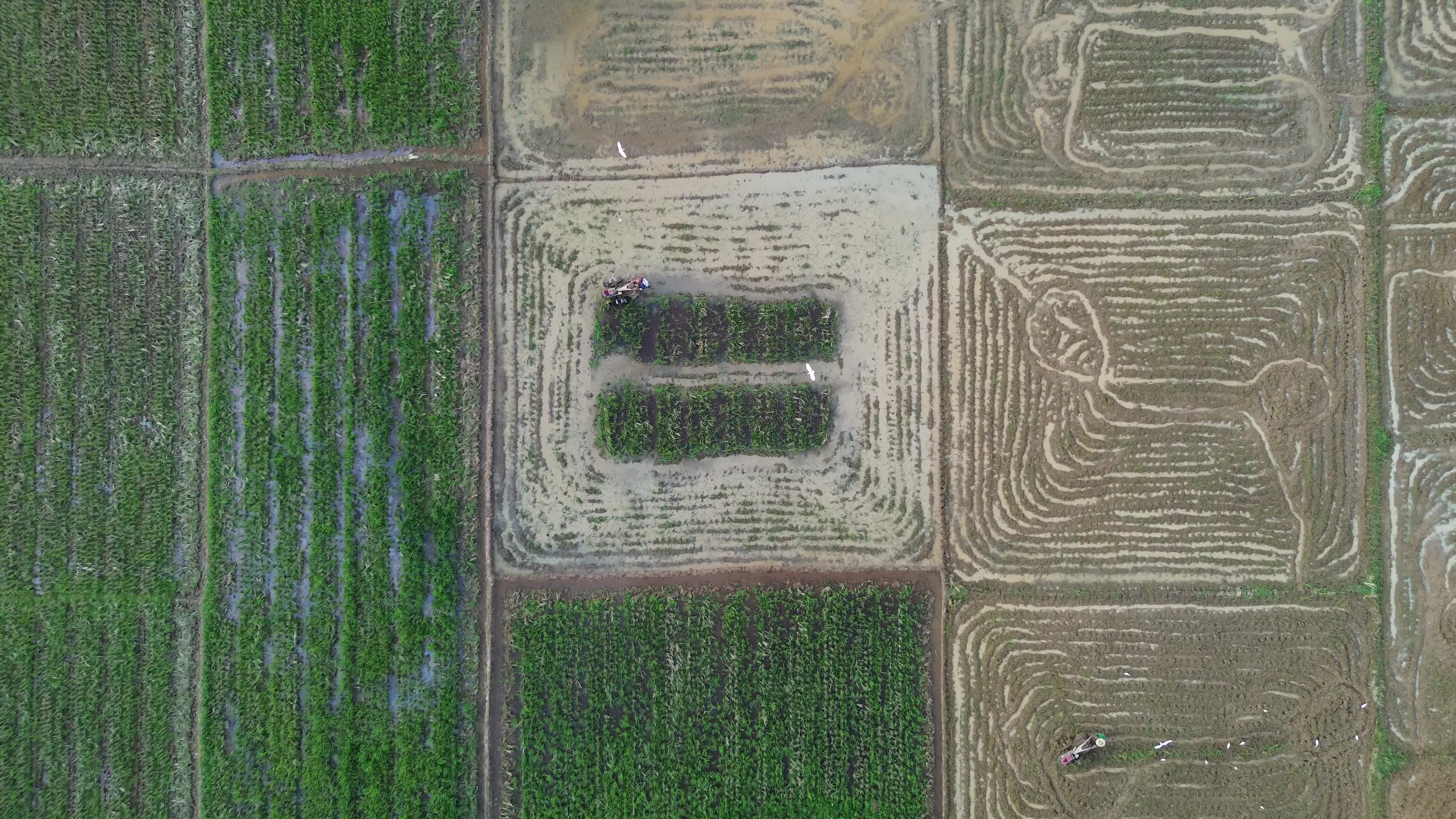 Farmers Plowing Rice Fields in Aceh