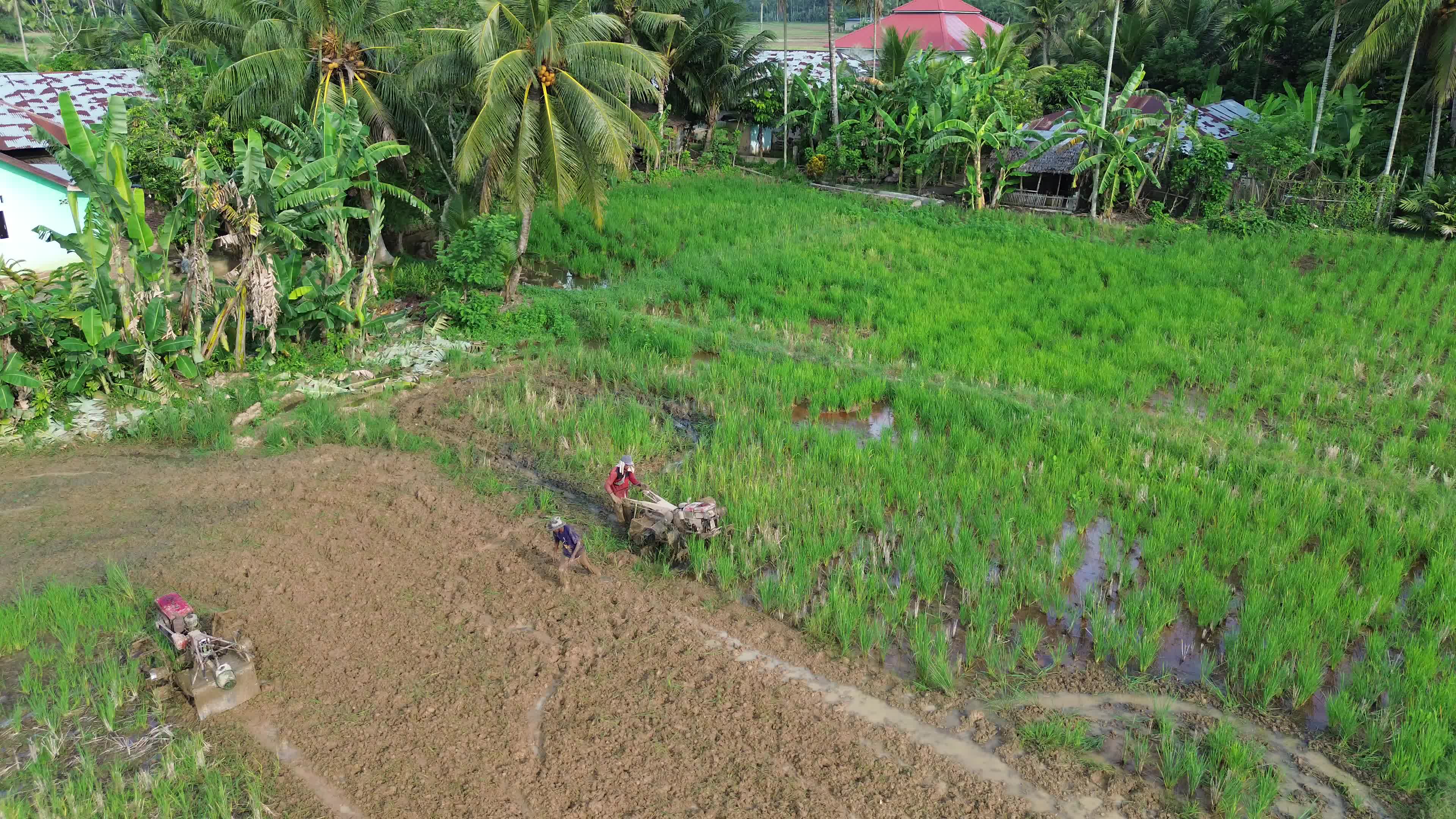 Farmers Plowing Rice Fields in Aceh