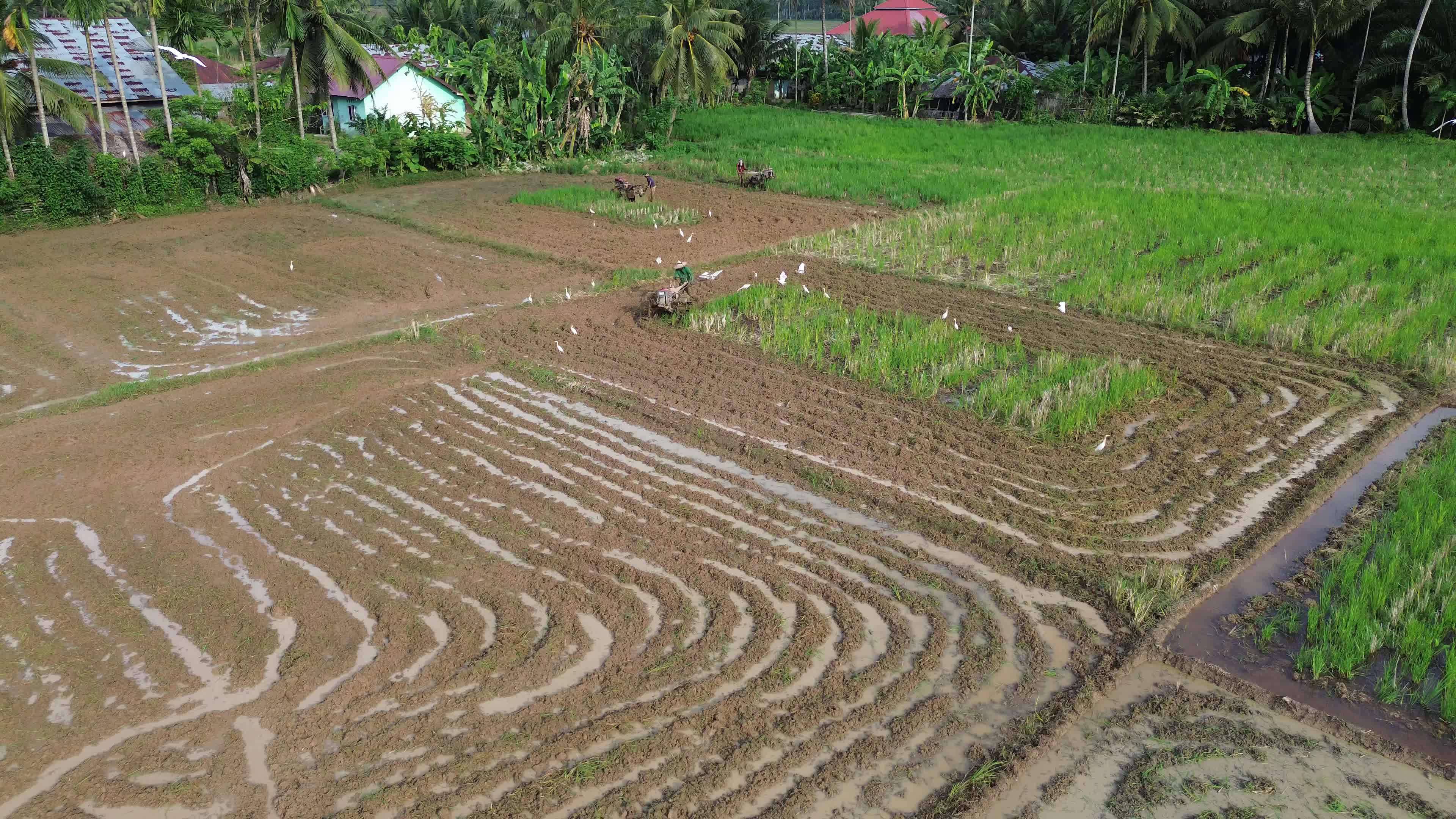 Farmers Plowing Rice Fields in Aceh