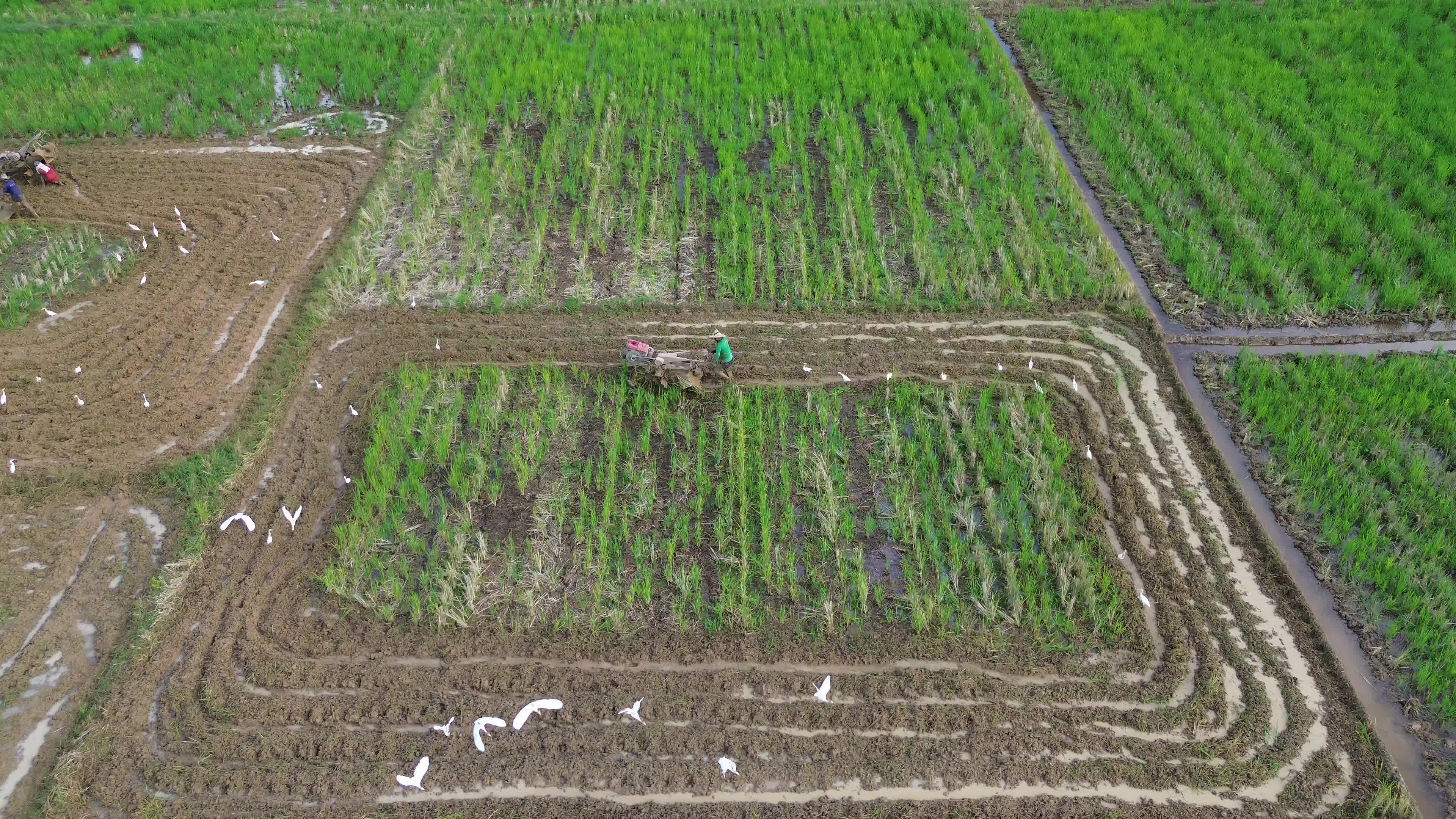Farmers Plowing Rice Fields in Aceh