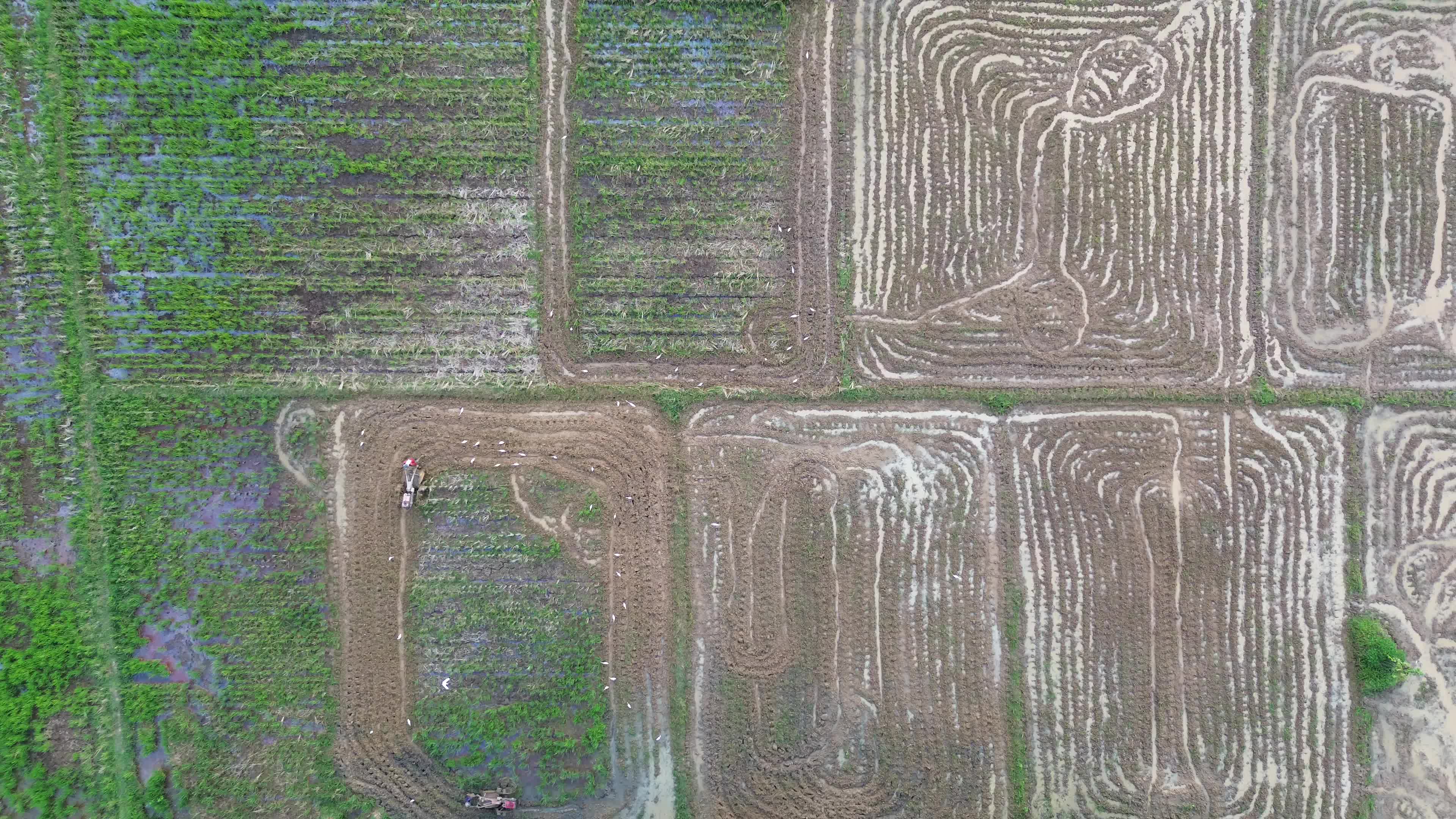 Farmers Plowing Rice Fields in Aceh