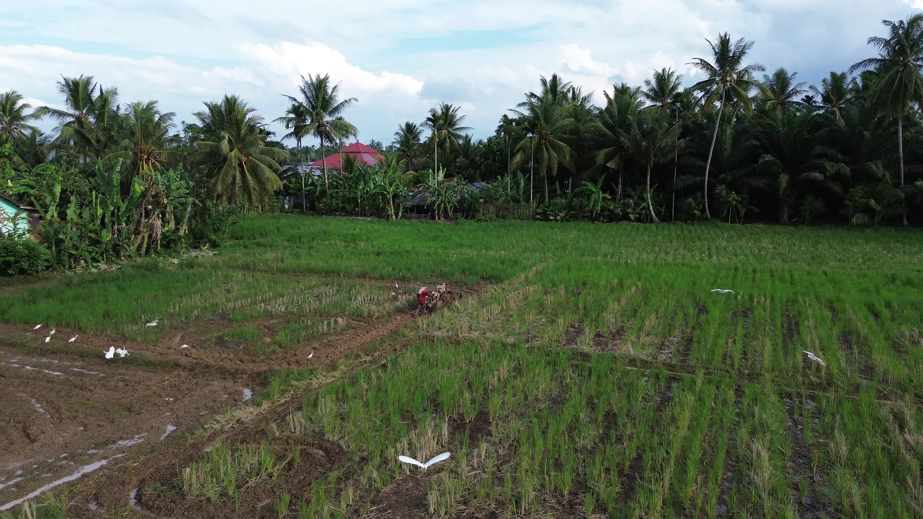 Farmers Plowing Rice Fields in Aceh