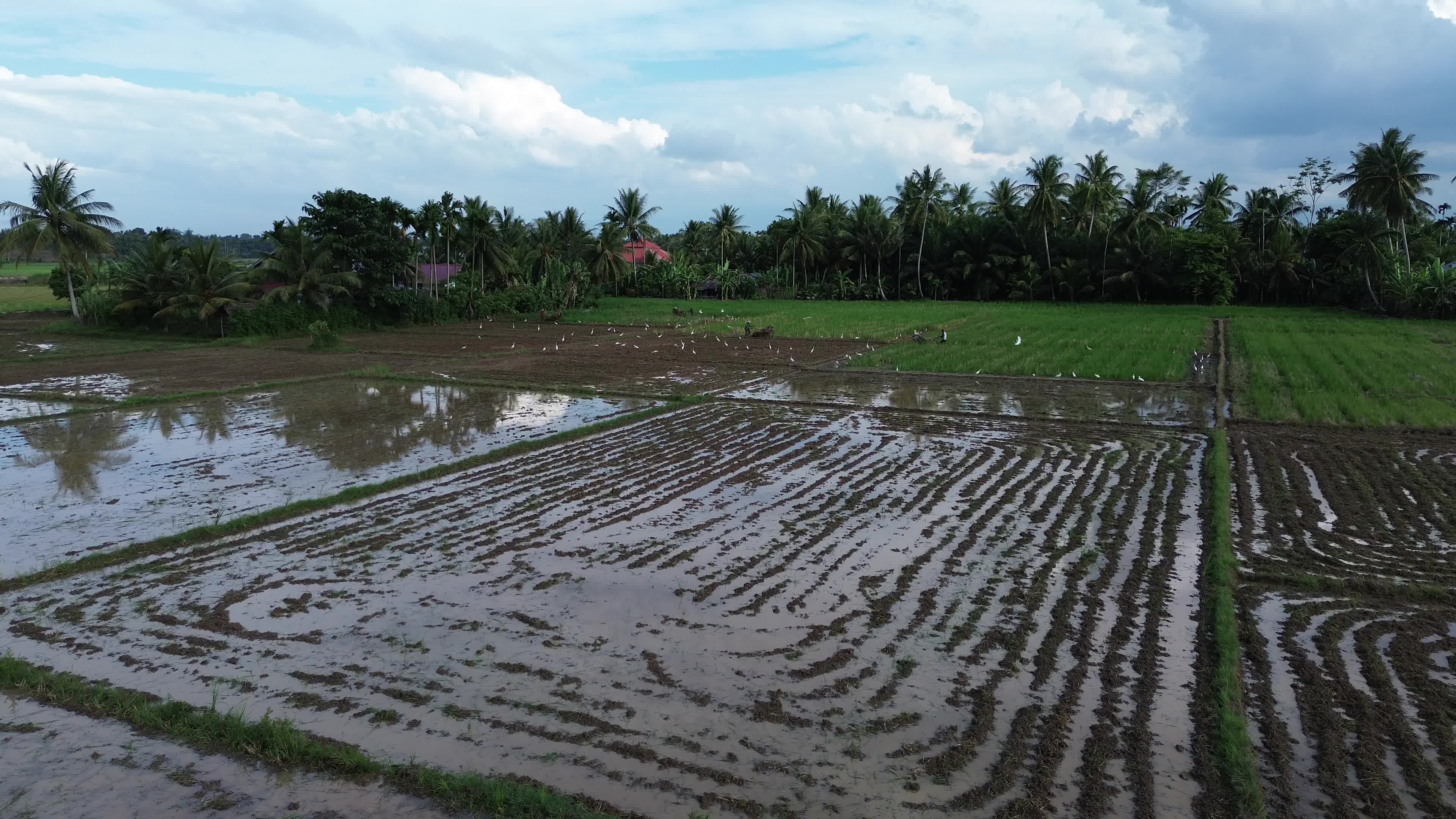 Farmers Plowing Rice Fields in Aceh