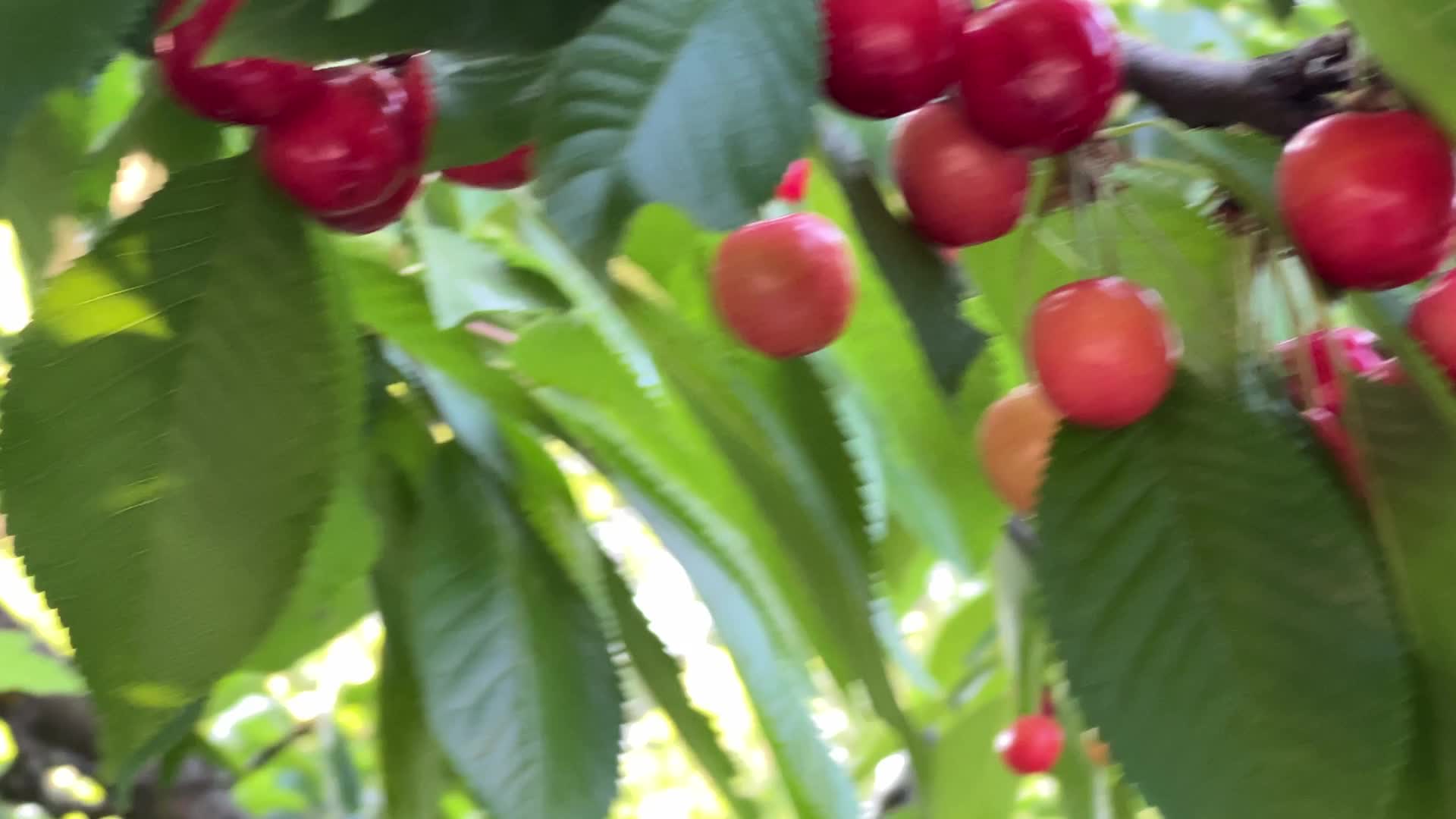 Cherry picking in Canada