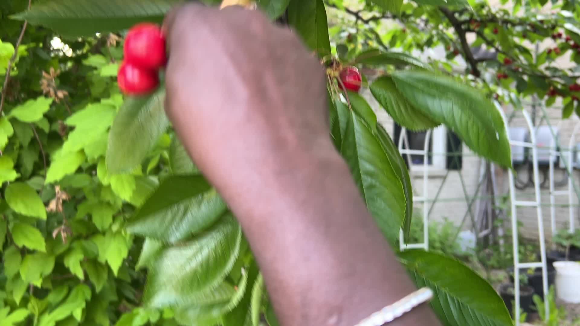 Cherry picking in Canada