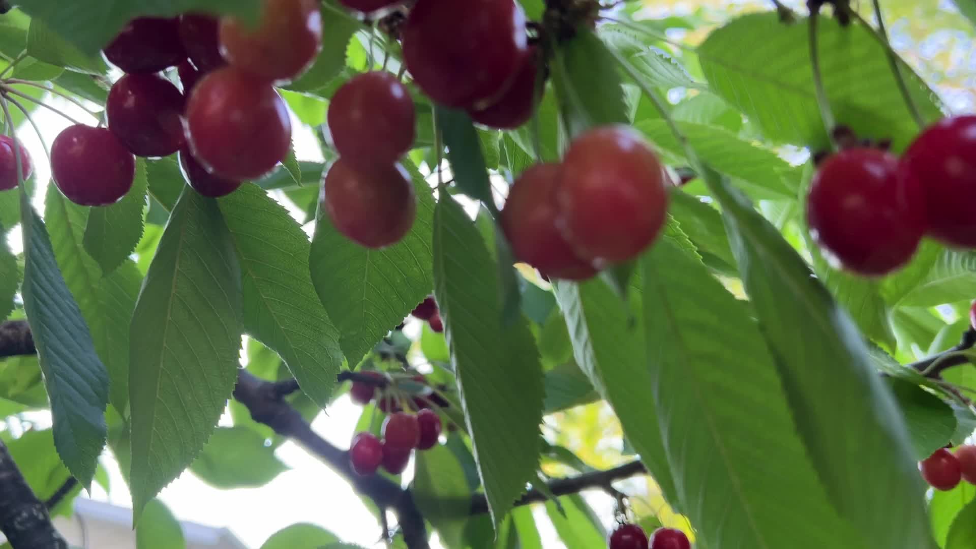 Cherry picking in Canada