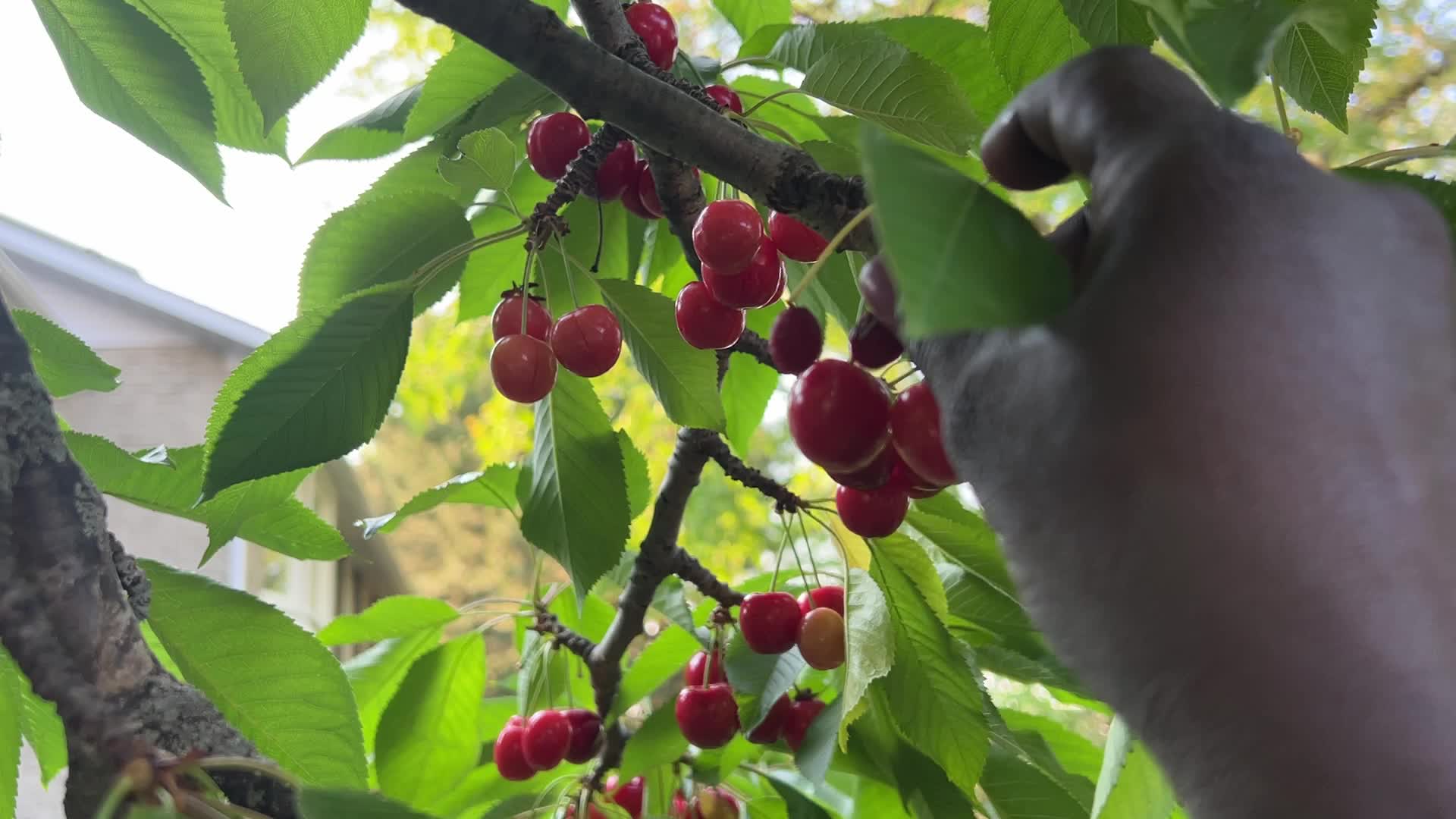 Cherry picking in Canada