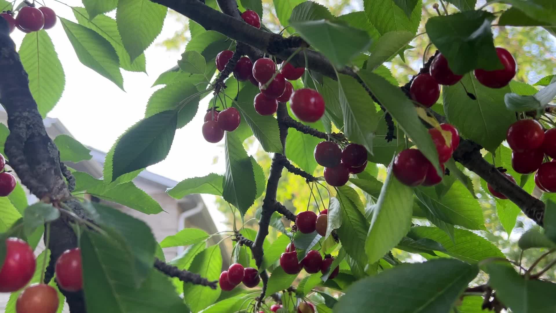 Cherry picking in Canada