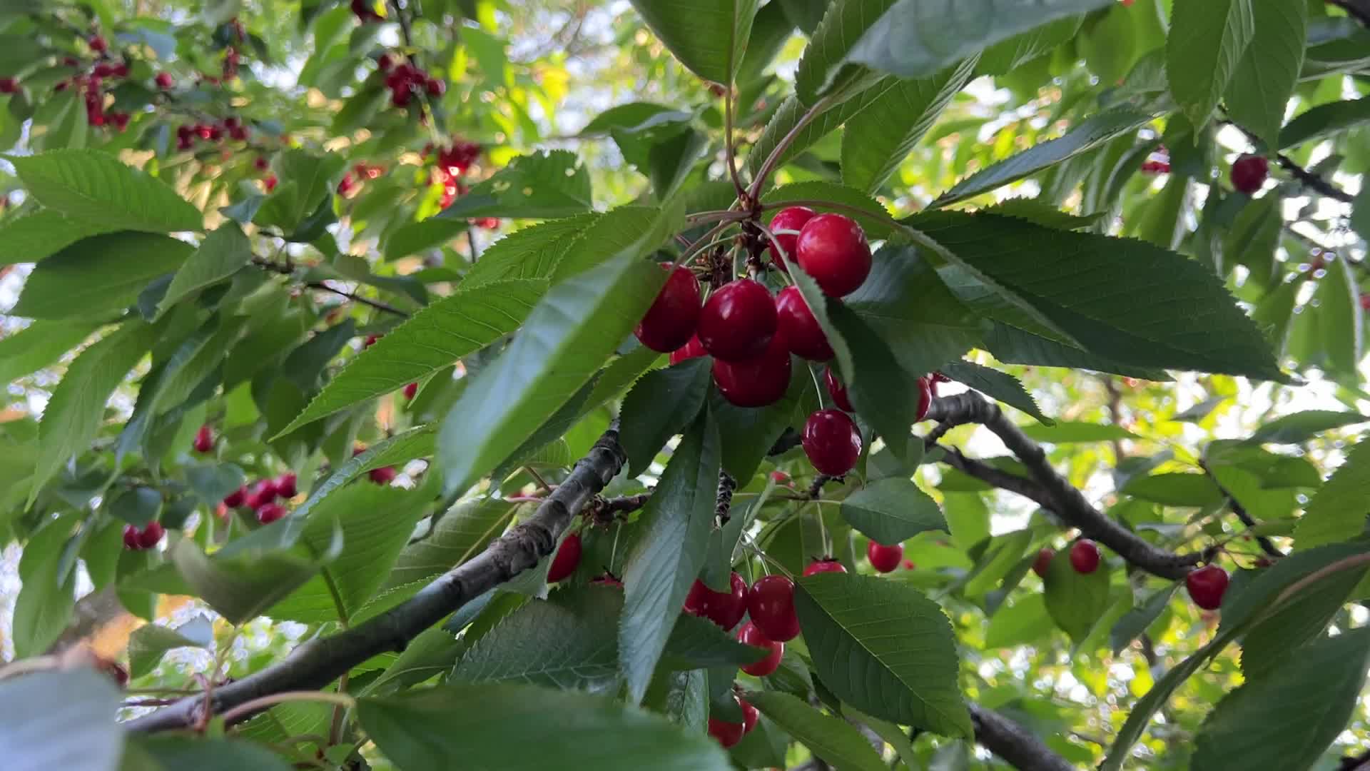 Cherry picking in Canada