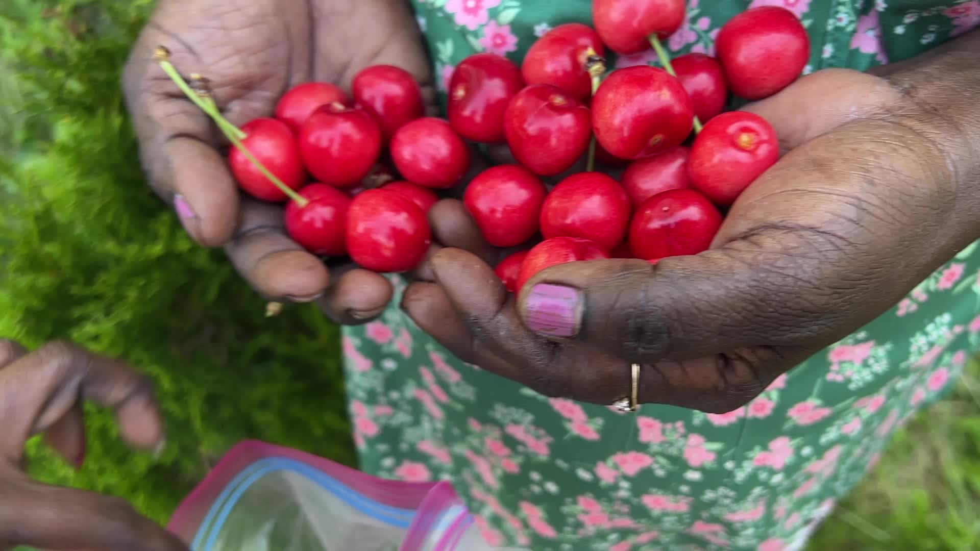 Cherry picking in Canada