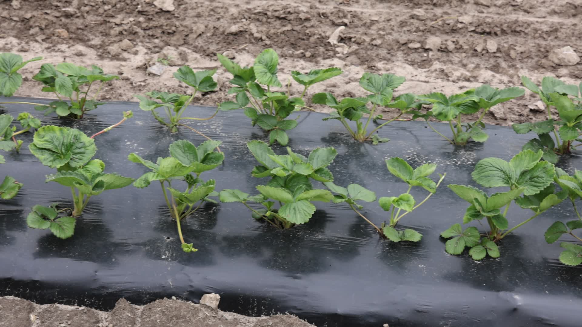 Strawberry plants growing at a farm in Canada