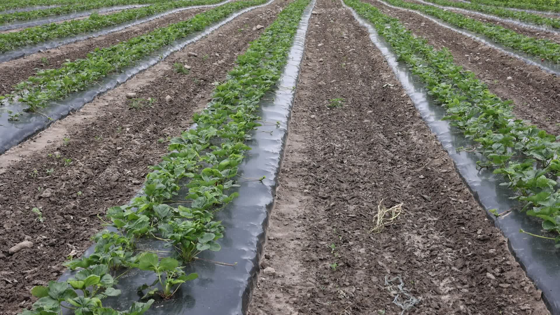 Strawberry plants growing at a farm in Canada