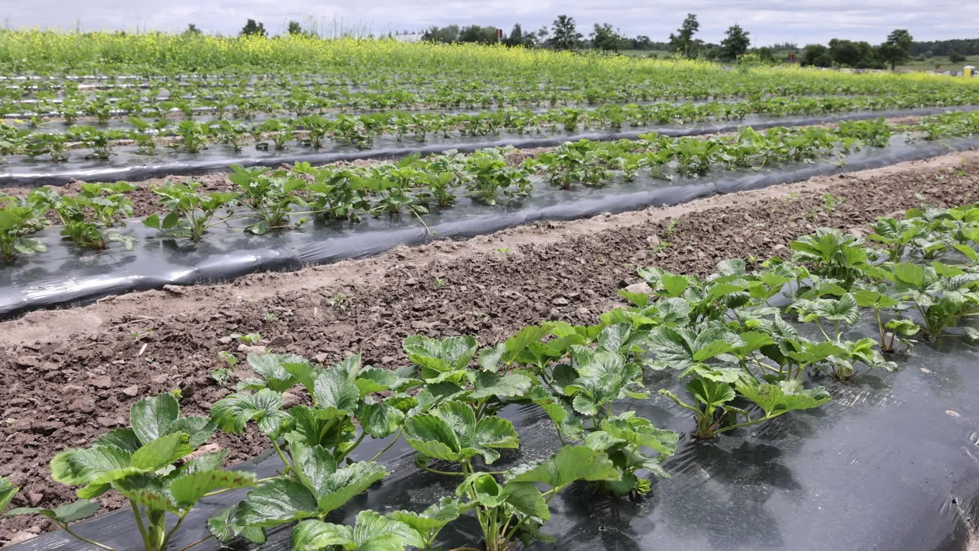 Strawberry plants growing at a farm in Canada