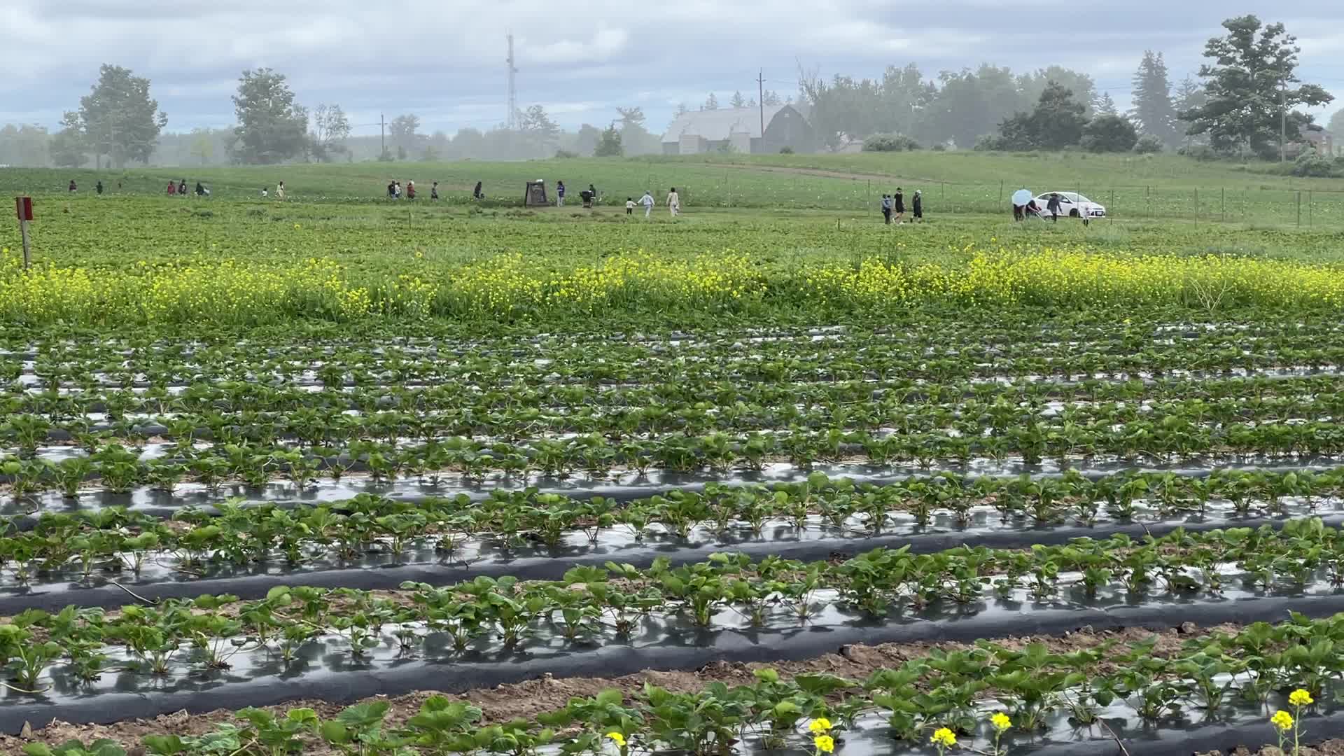 Strawberry plants growing at a farm in Canada