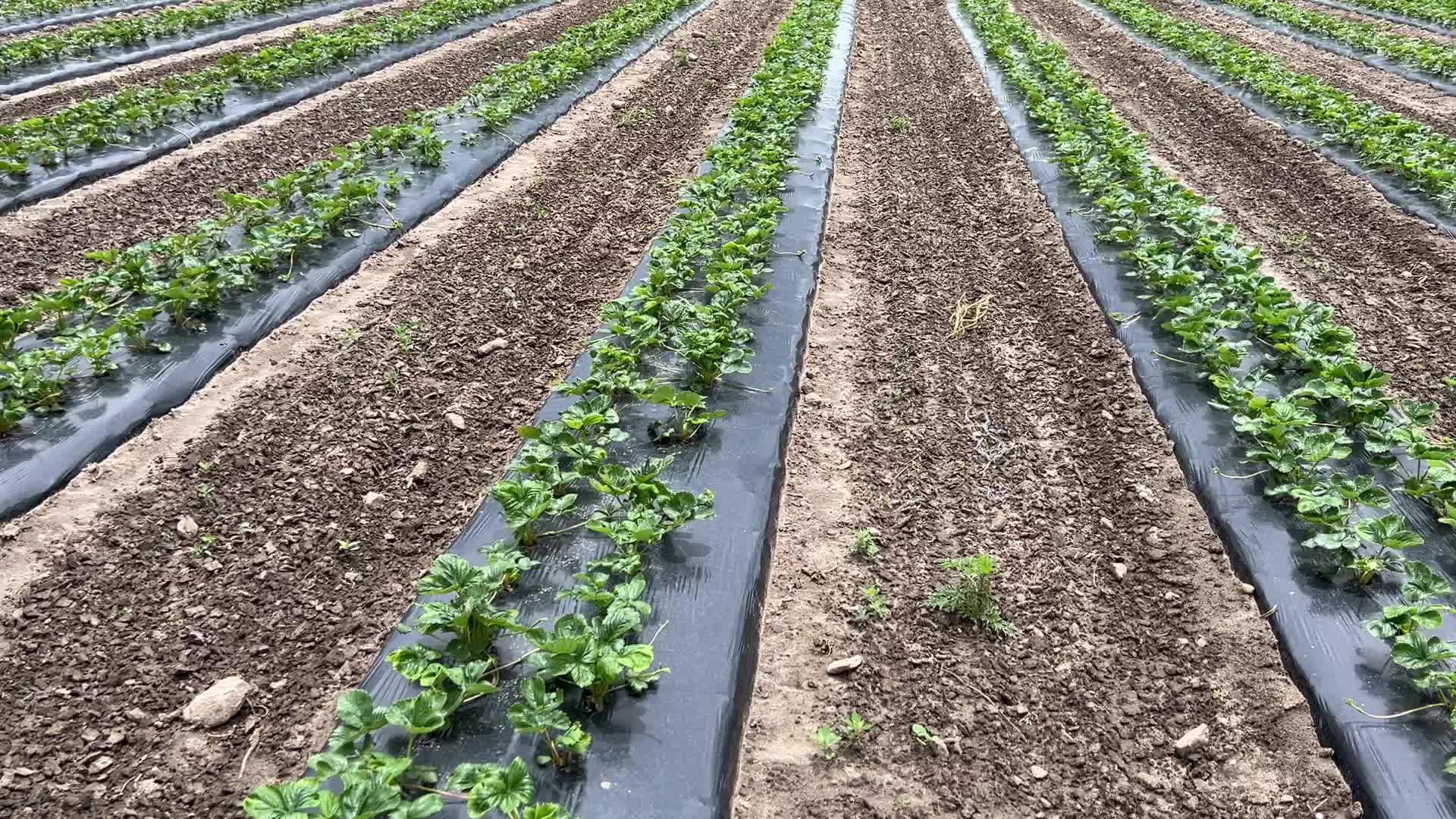 Strawberry plants growing at a farm in Canada