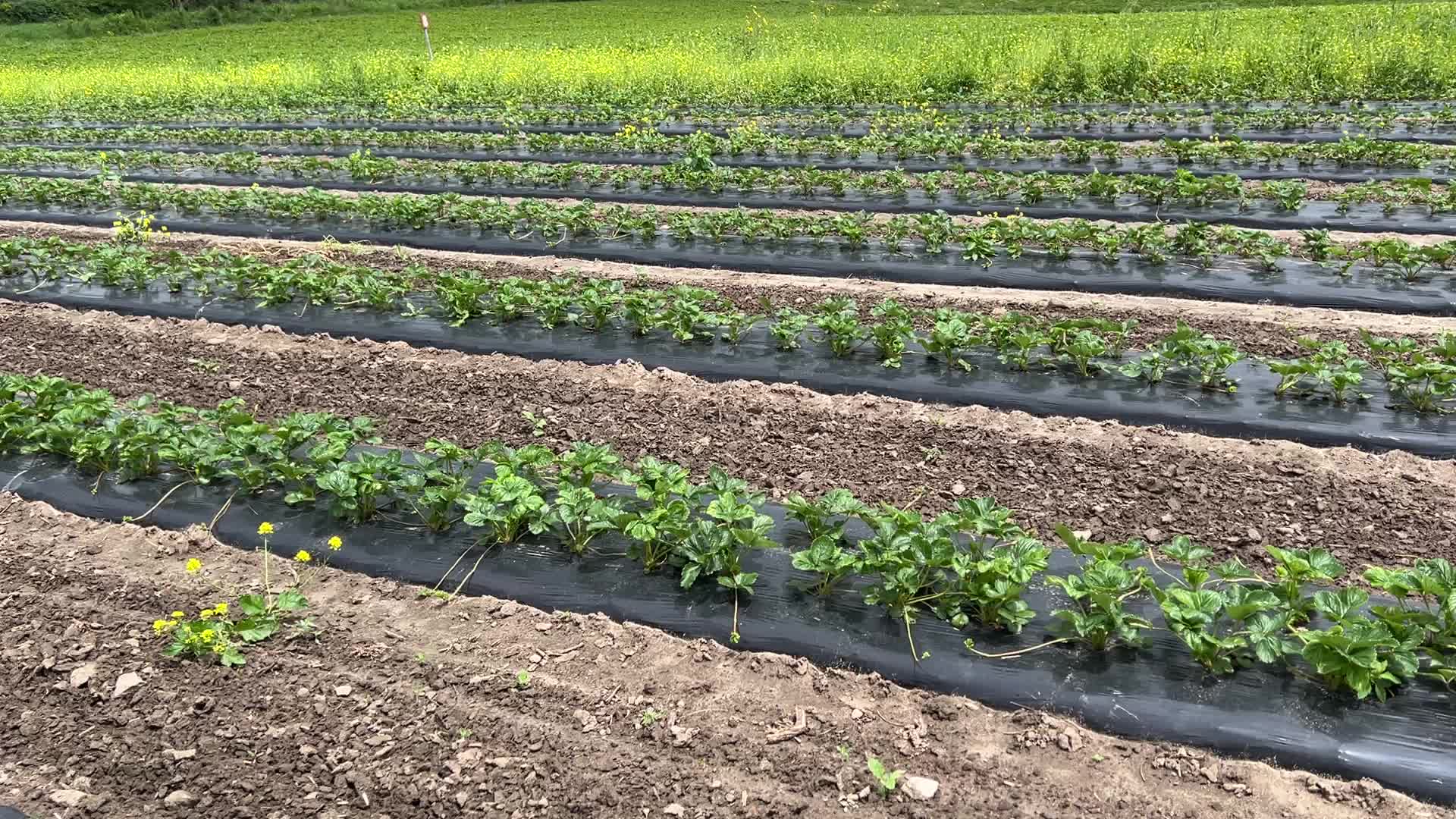 Strawberry plants growing at a farm in Canada