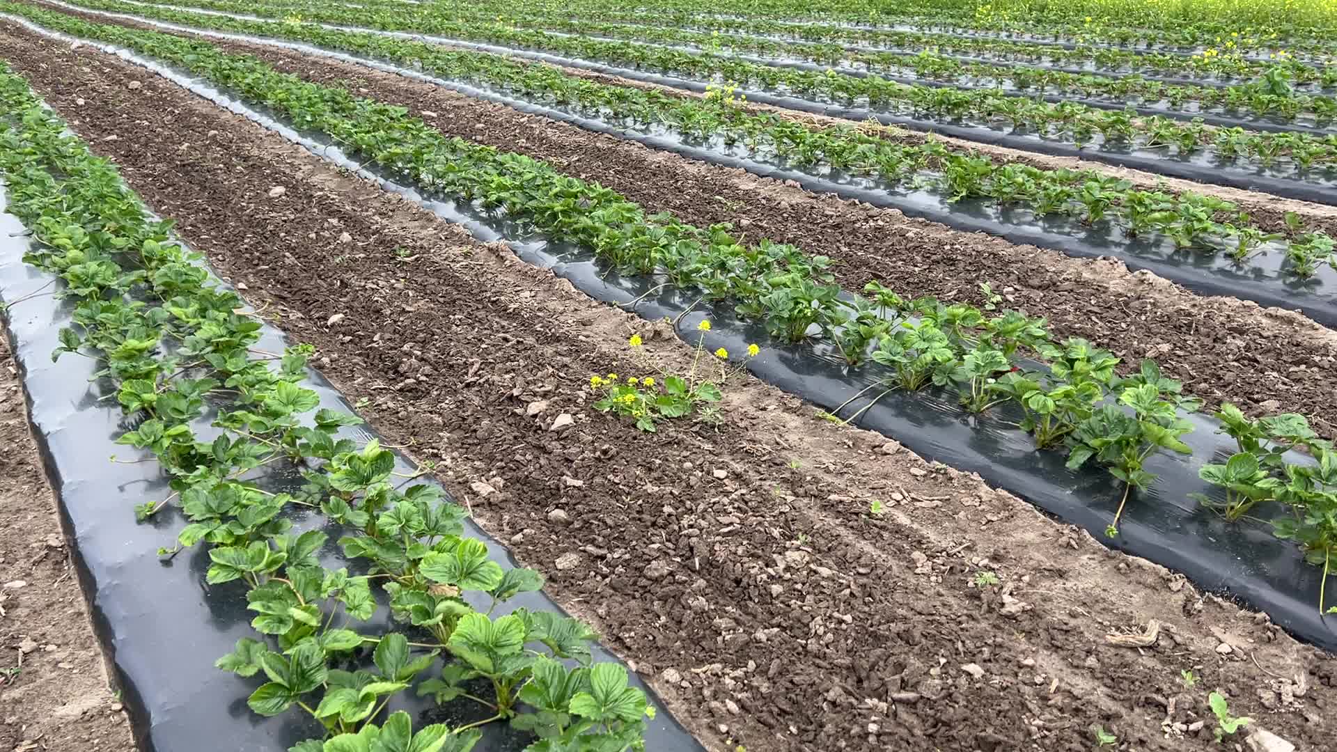 Strawberry plants growing at a farm in Canada