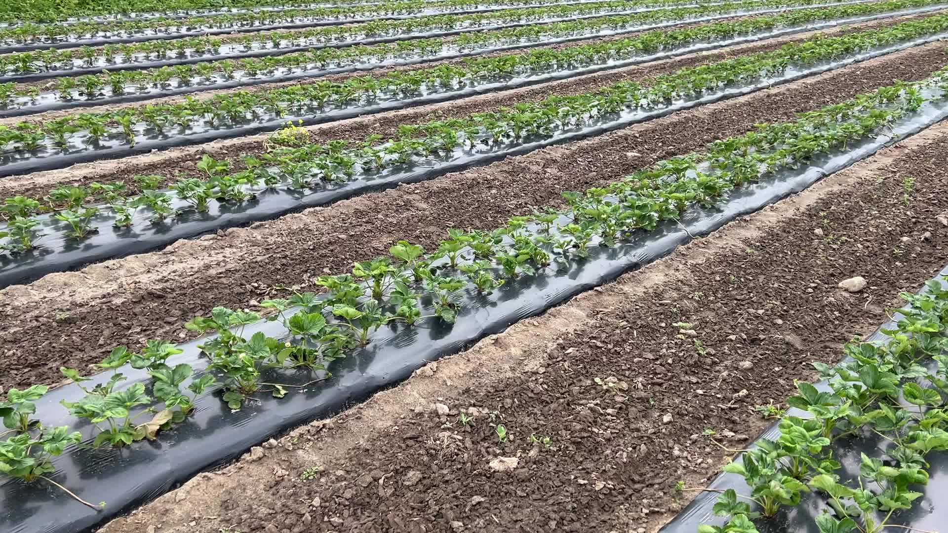 Strawberry plants growing at a farm in Canada