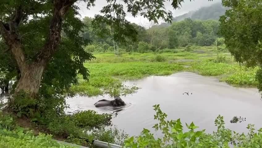Floods Inundate Kaziranga National Park in India 