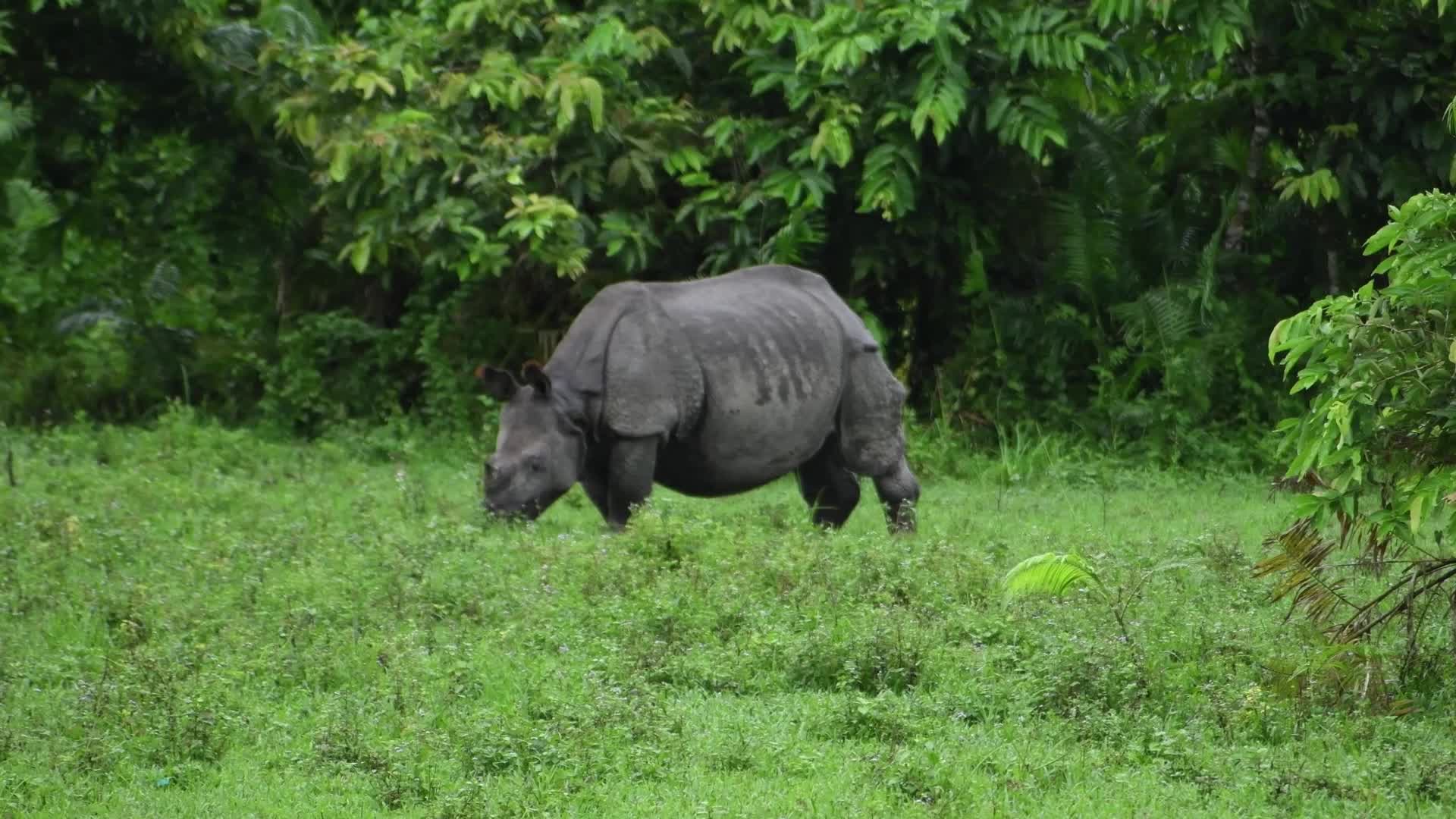 Floods Inundate Kaziranga National Park in India 