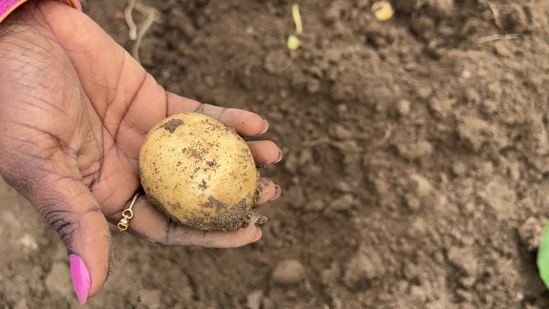Harvesting potatoes at a farm in Markham