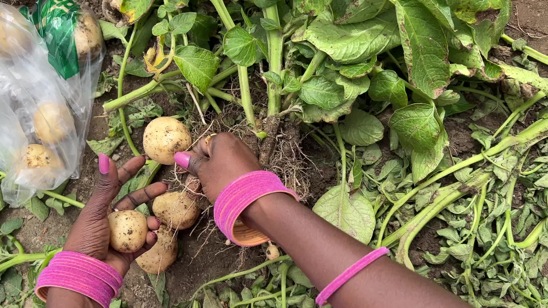 Harvesting potatoes at a farm in Markham