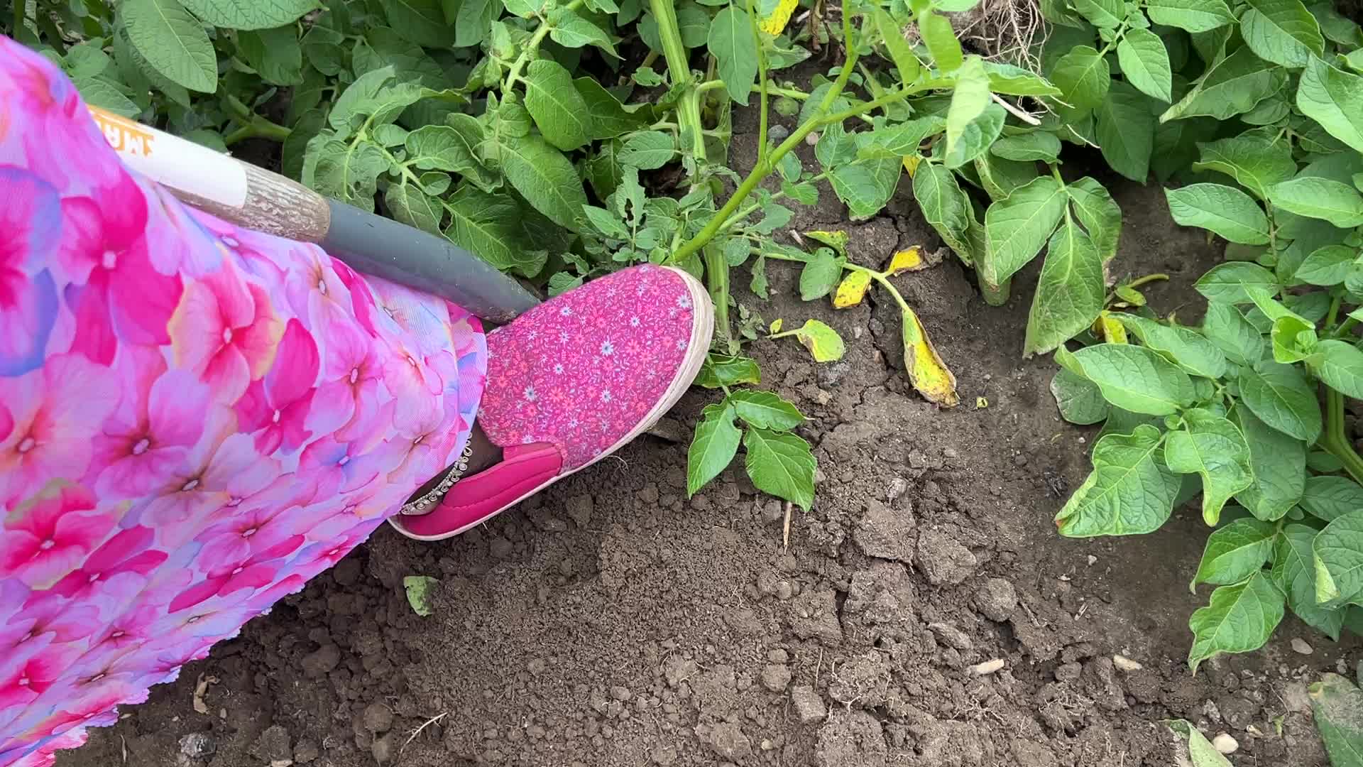 Harvesting potatoes at a farm in Markham