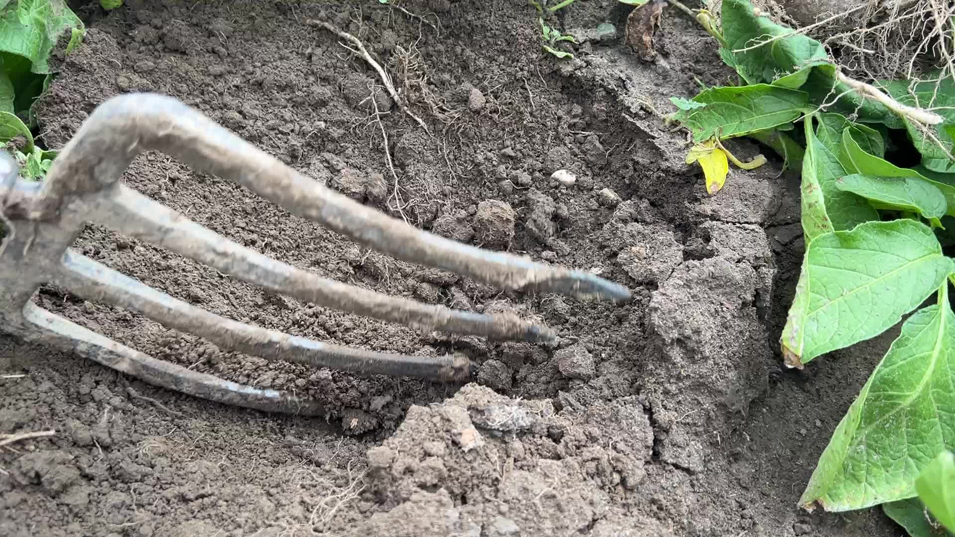Harvesting potatoes at a farm in Markham
