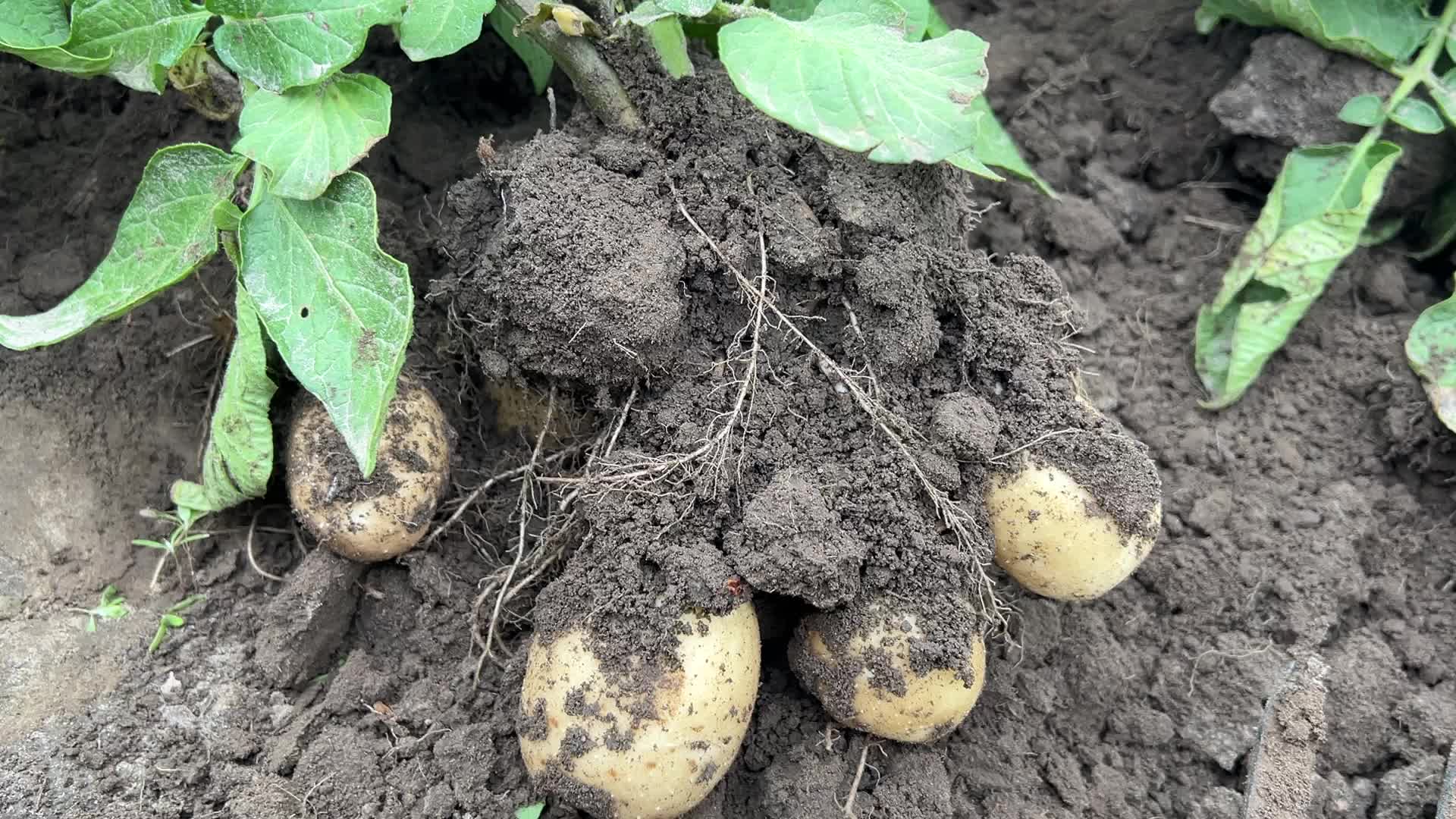 Harvesting potatoes at a farm in Markham