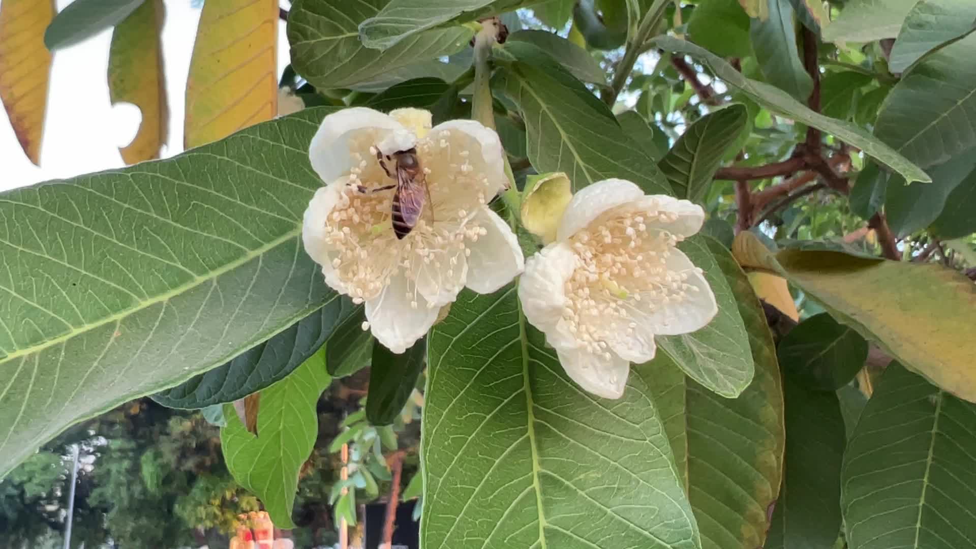 Honeybees pollinating flowers in Pantnagar