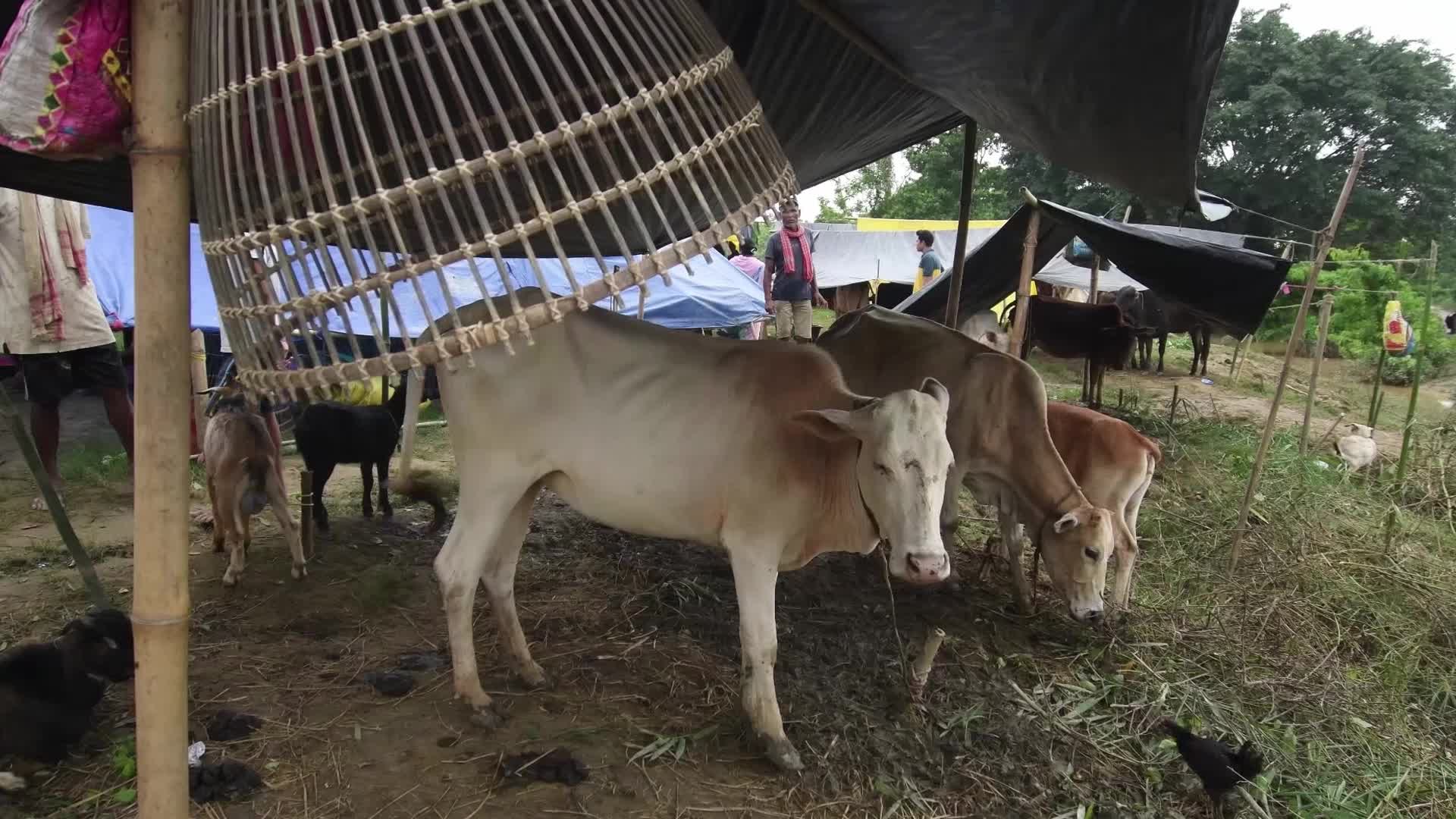 Assam flood : 24.50 lakh affected in 30 districts