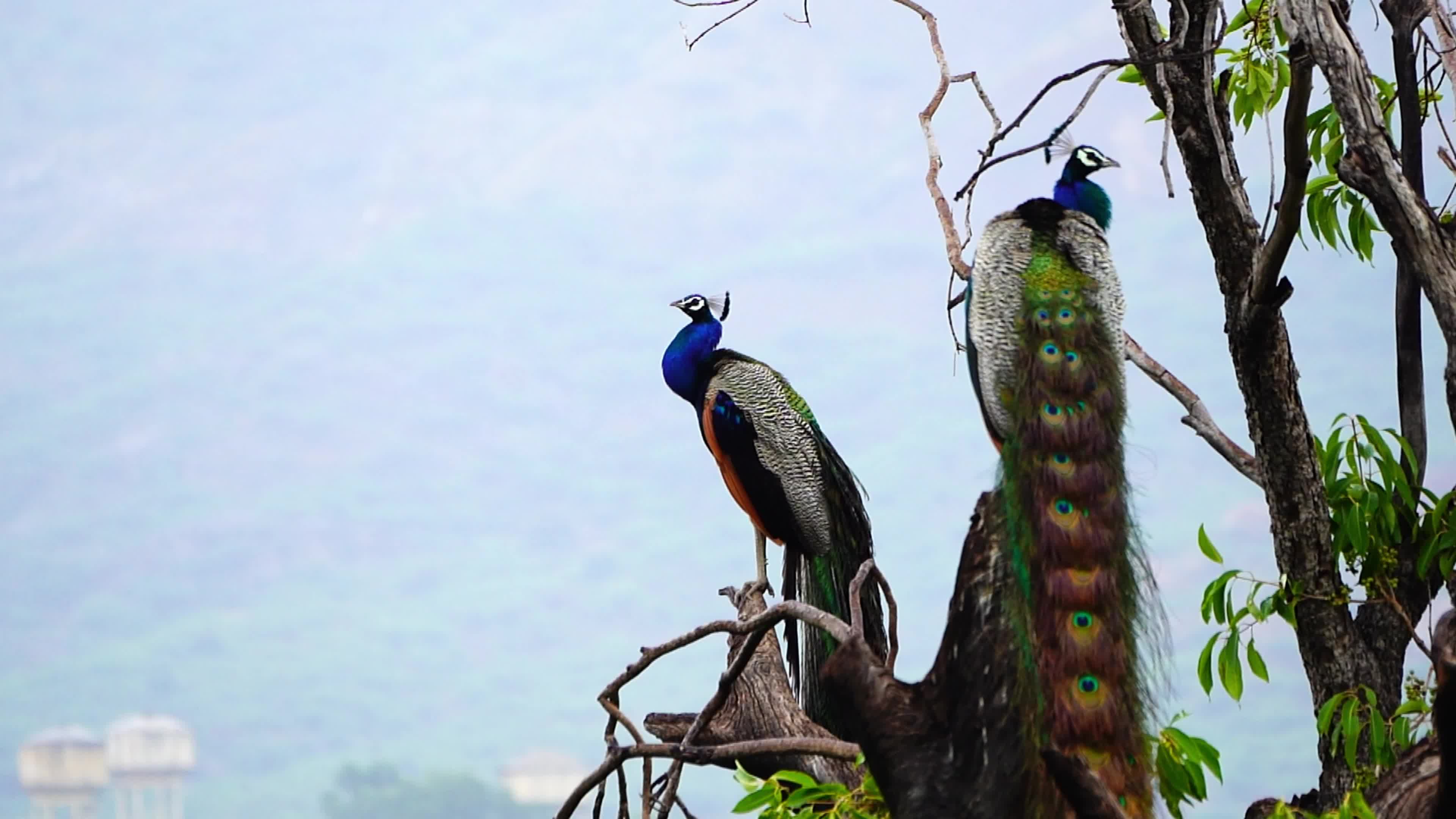 Peacocks stand on a tree after the Monsoon rain in Ajmer