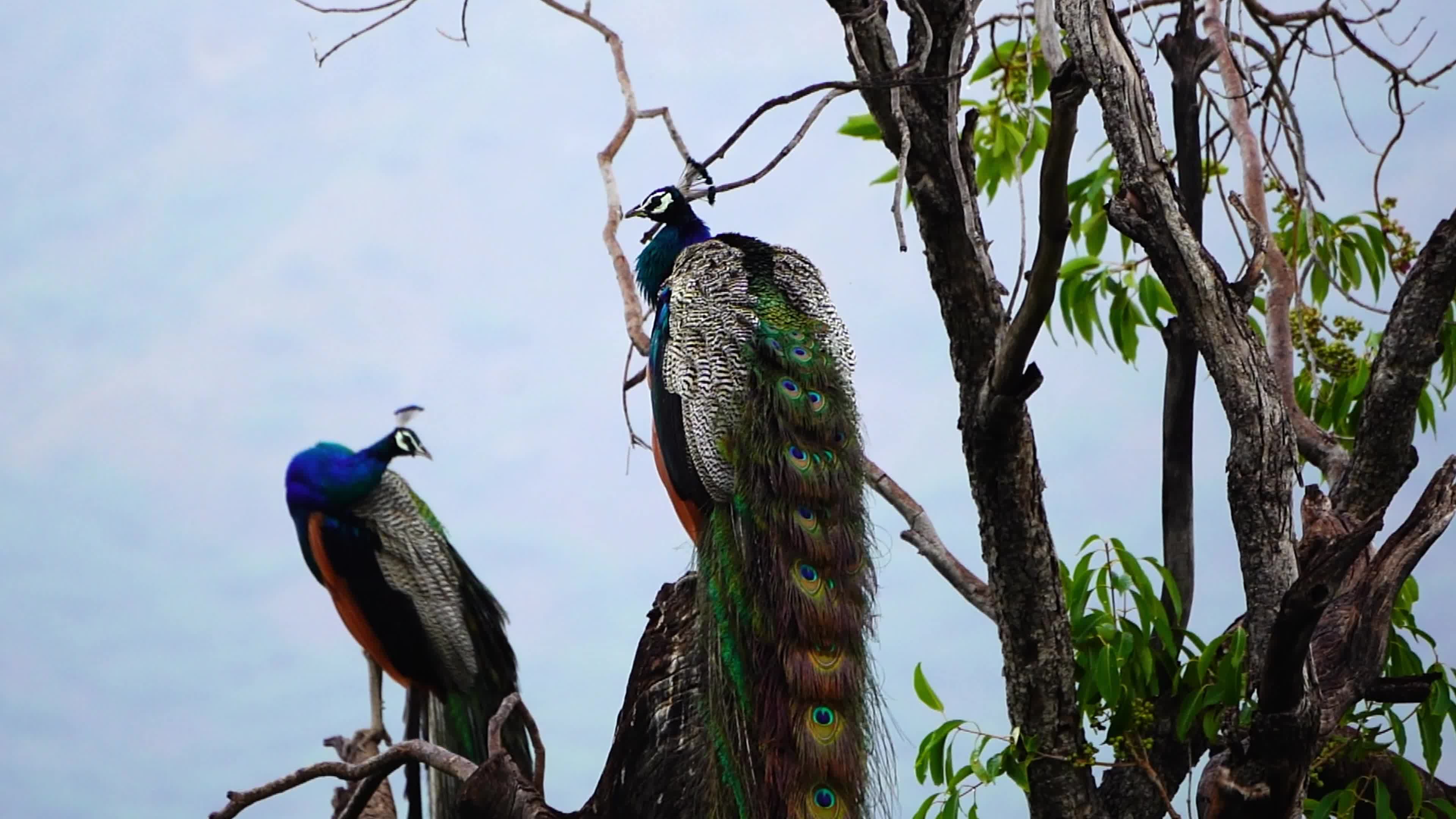 Peacocks stand on a tree after the Monsoon rain in Ajmer