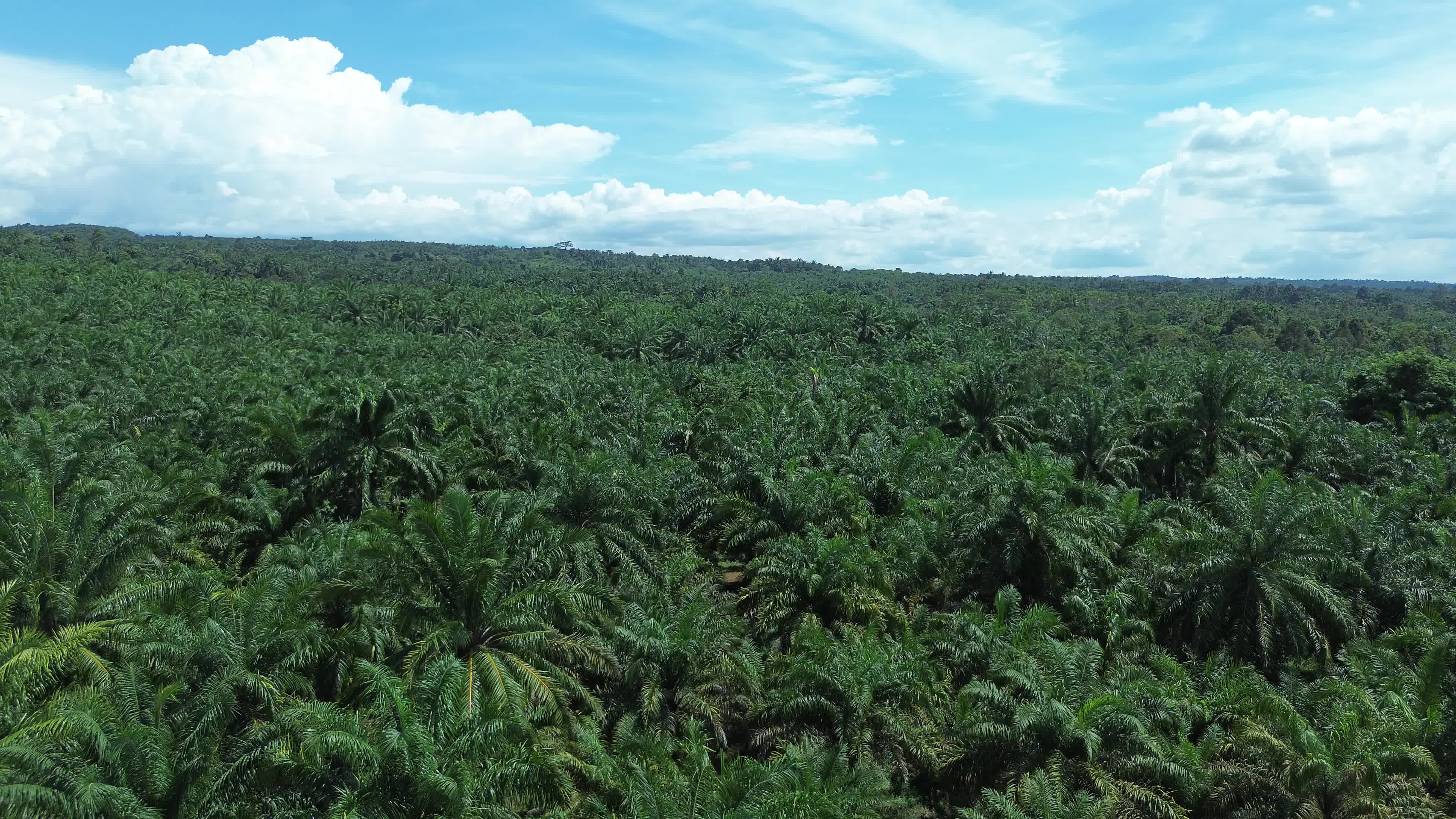 Aerial View of Palm Oil Plantations in North Aceh
