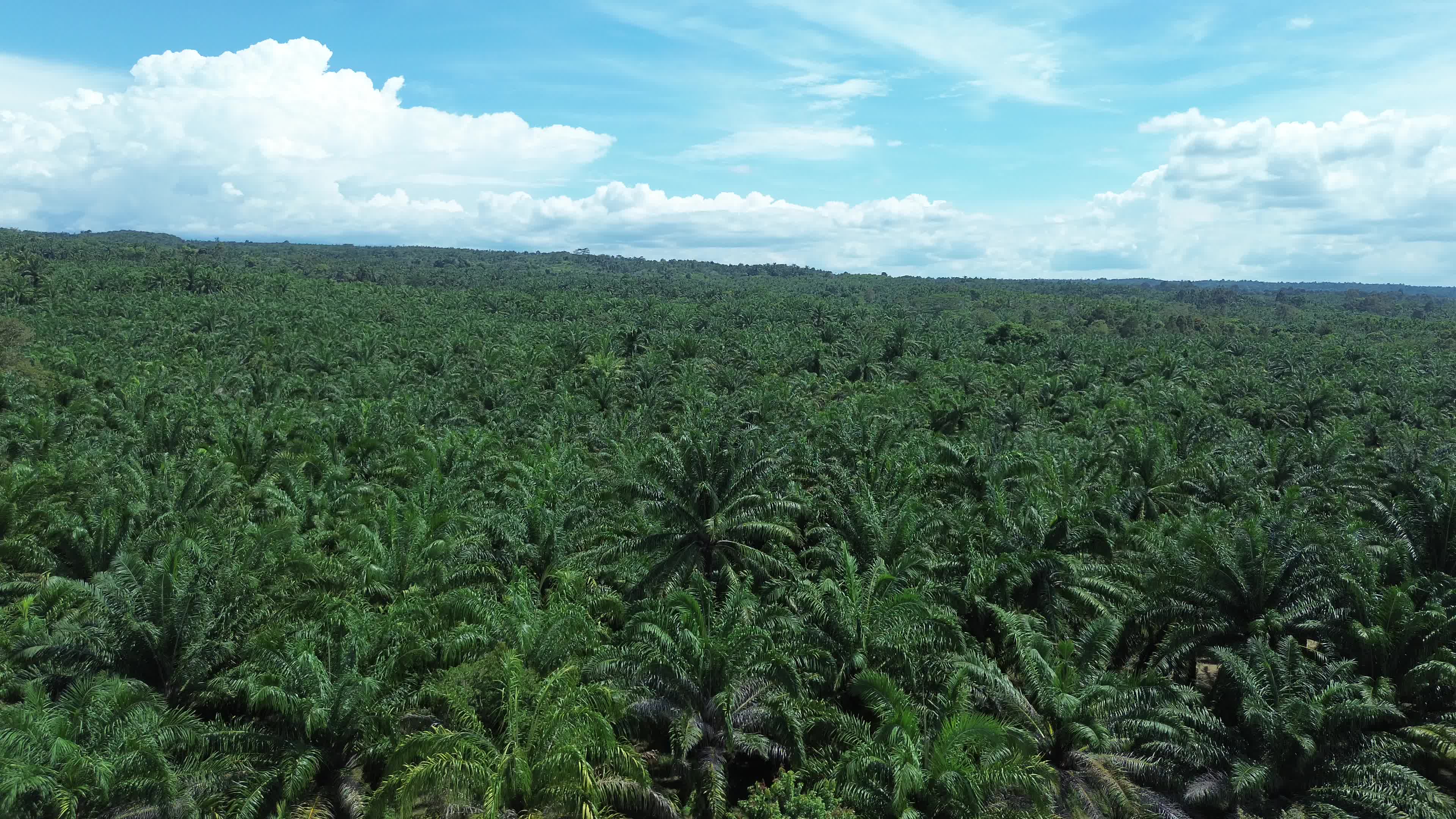 Aerial View of Palm Oil Plantations in North Aceh