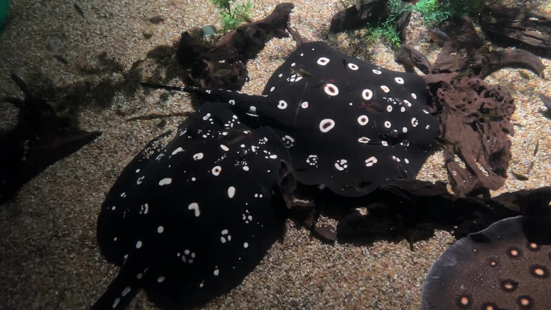 White-blotched river stingray